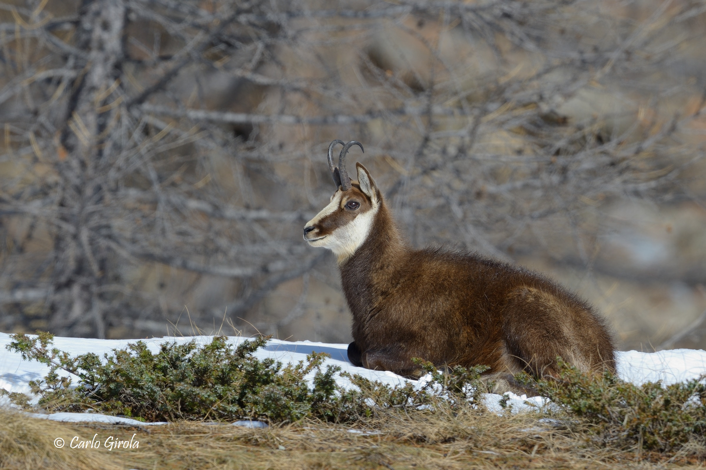 Suede (Rupicapra rupicapra)