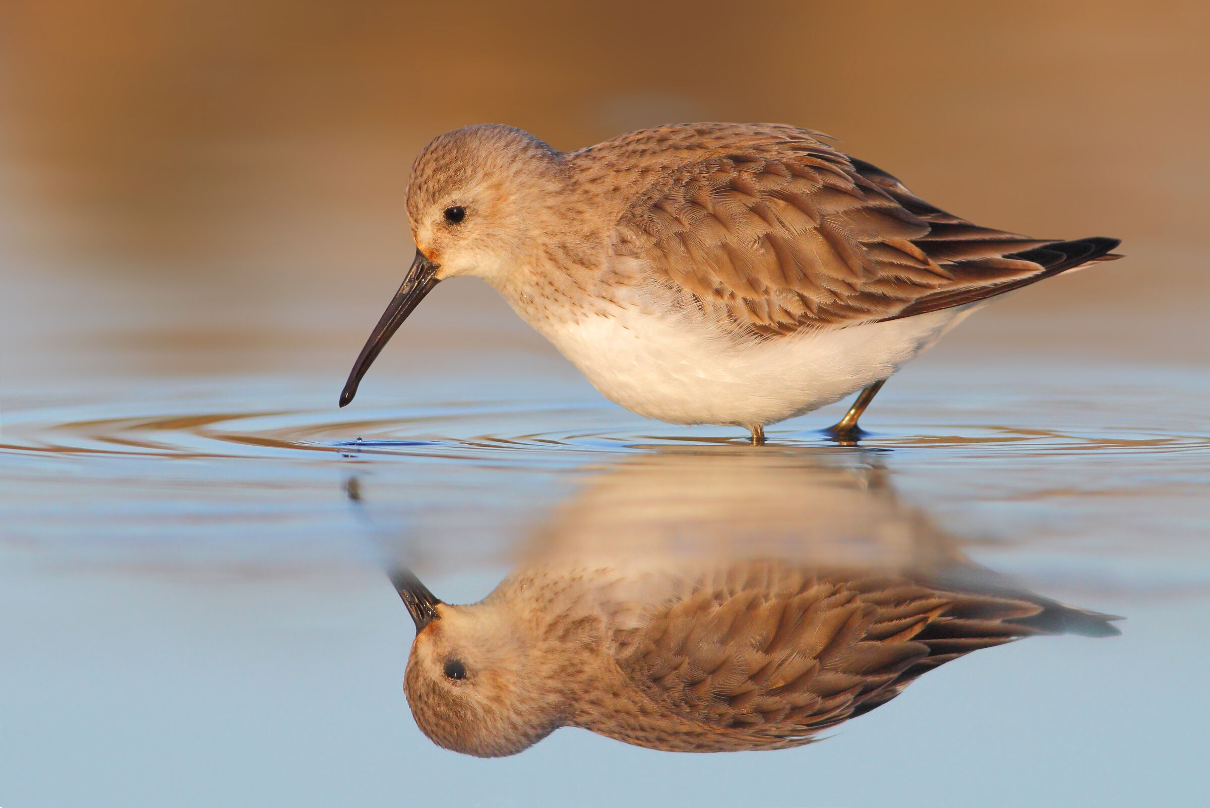 Piovanello pancianera