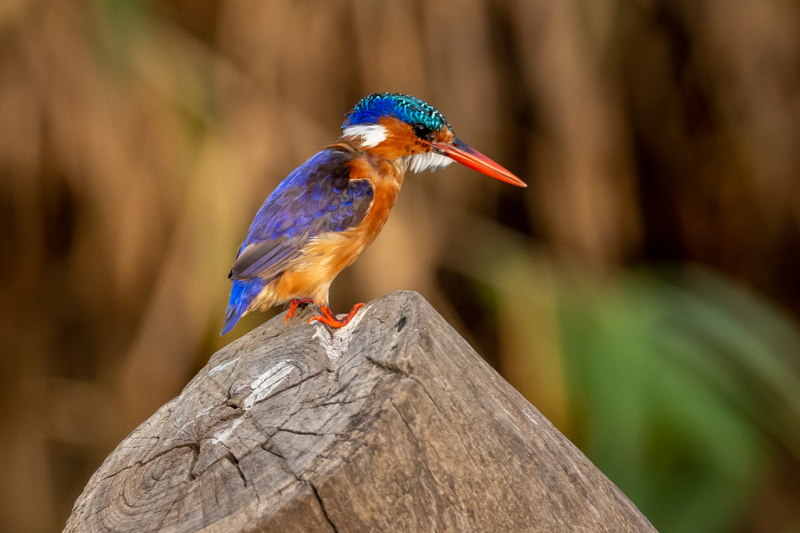 Malachite Kingfisher