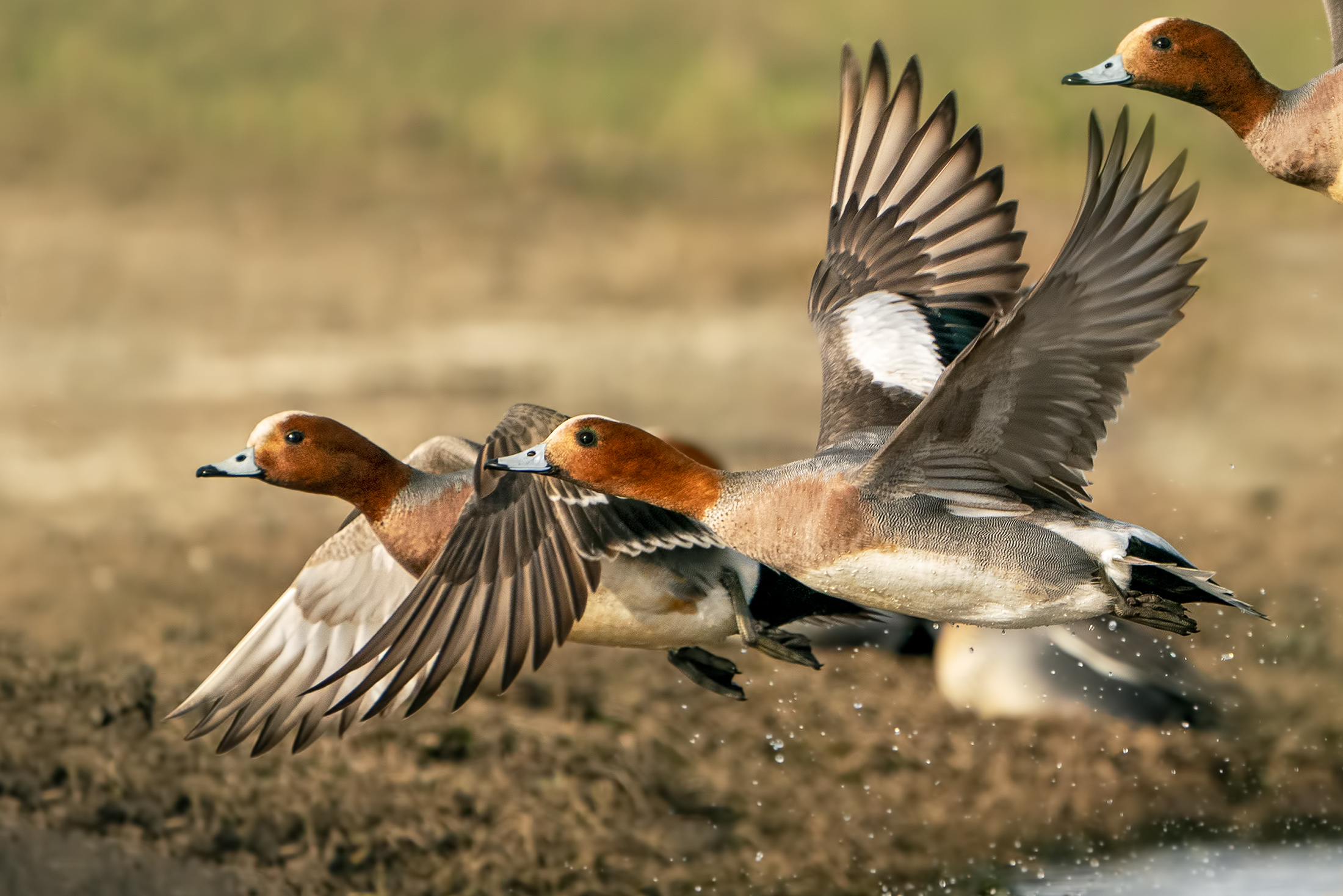 Fischioni in fuga dal falco di palude