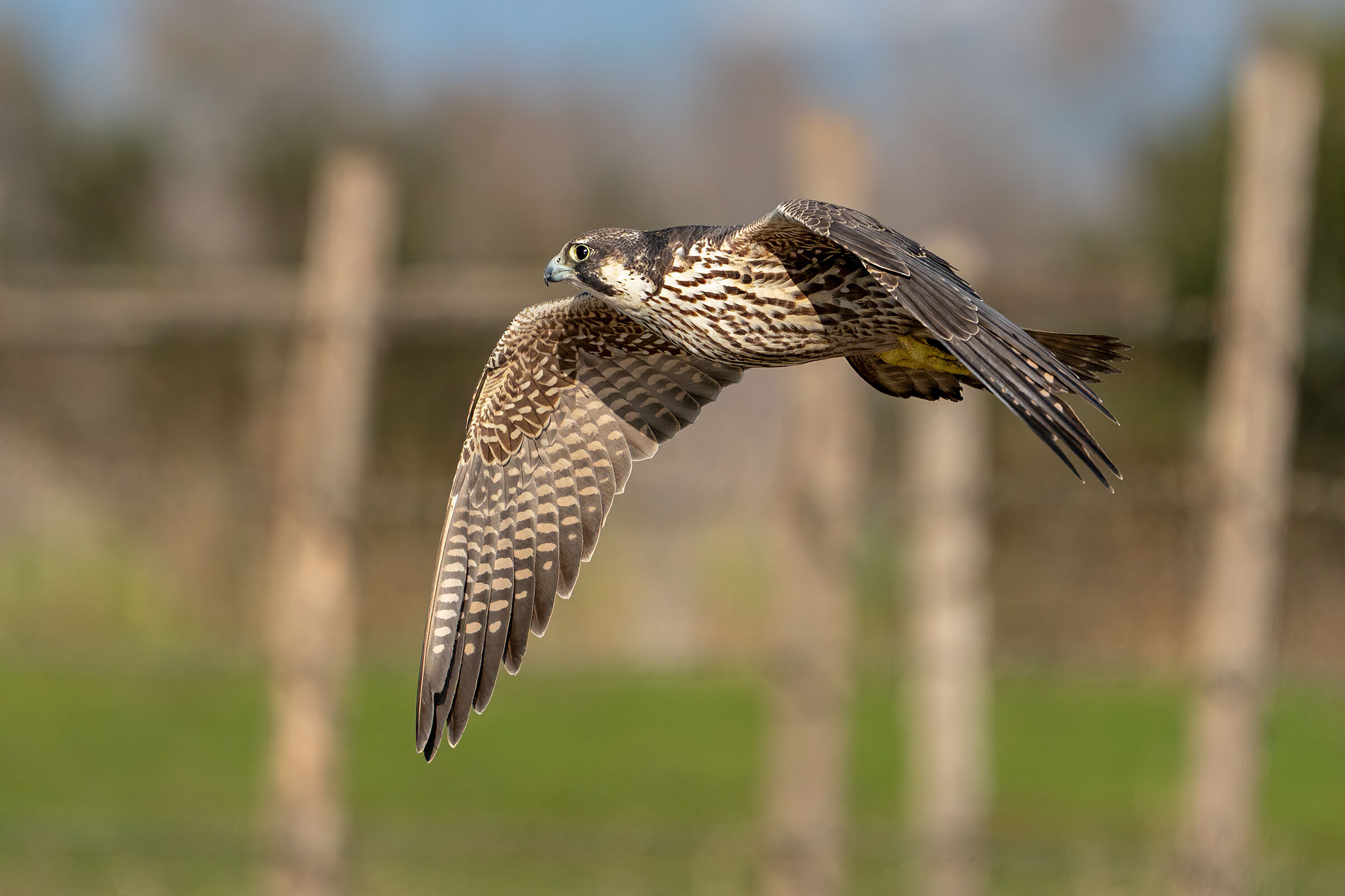 Cercando un'anatra isolata - Falco pellegrino Calidus