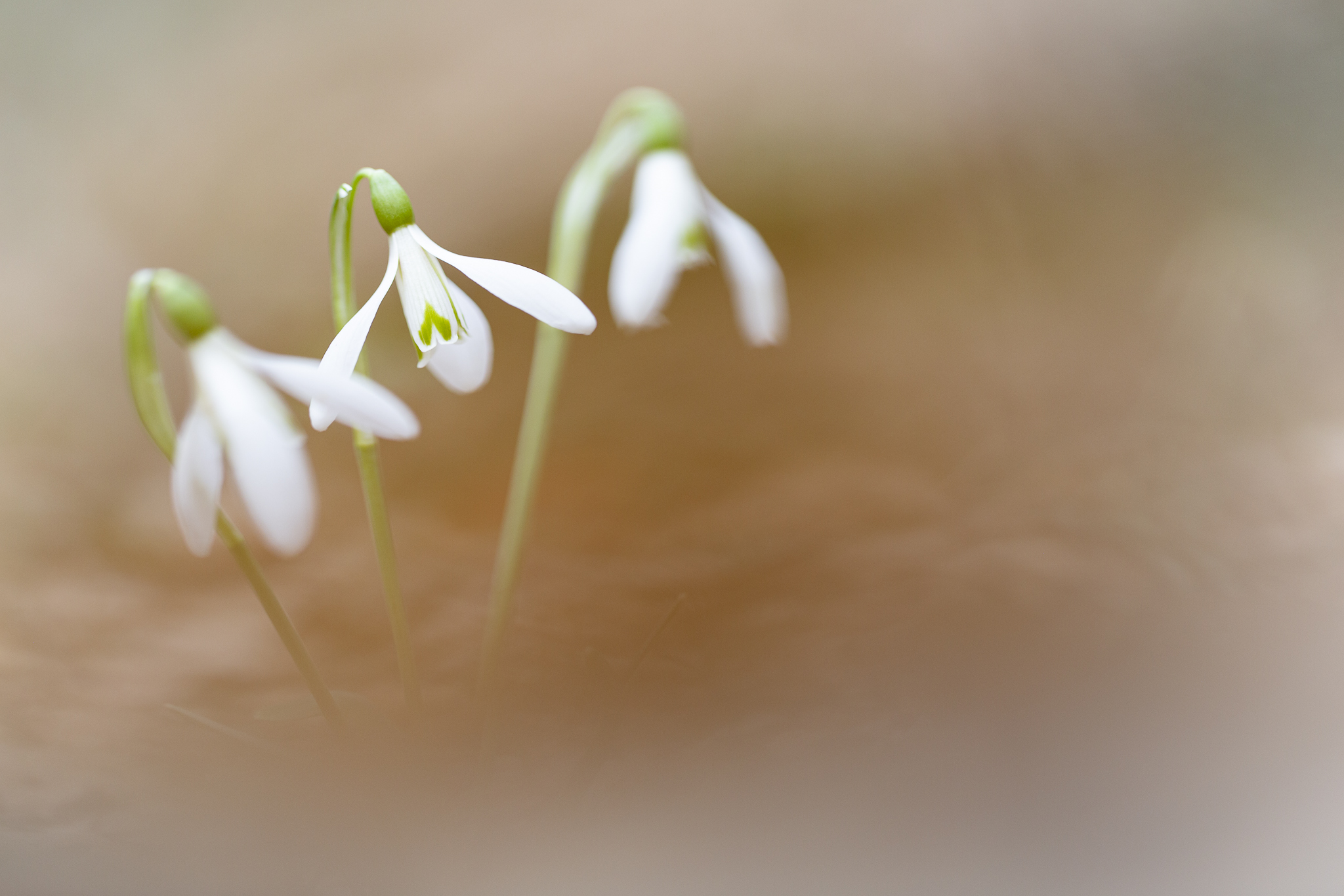 Snowdrops