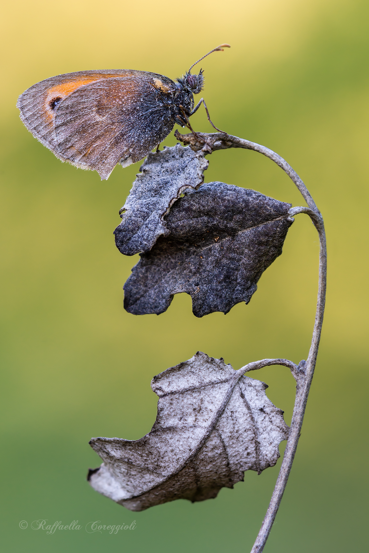 Coenonympha pamphilus