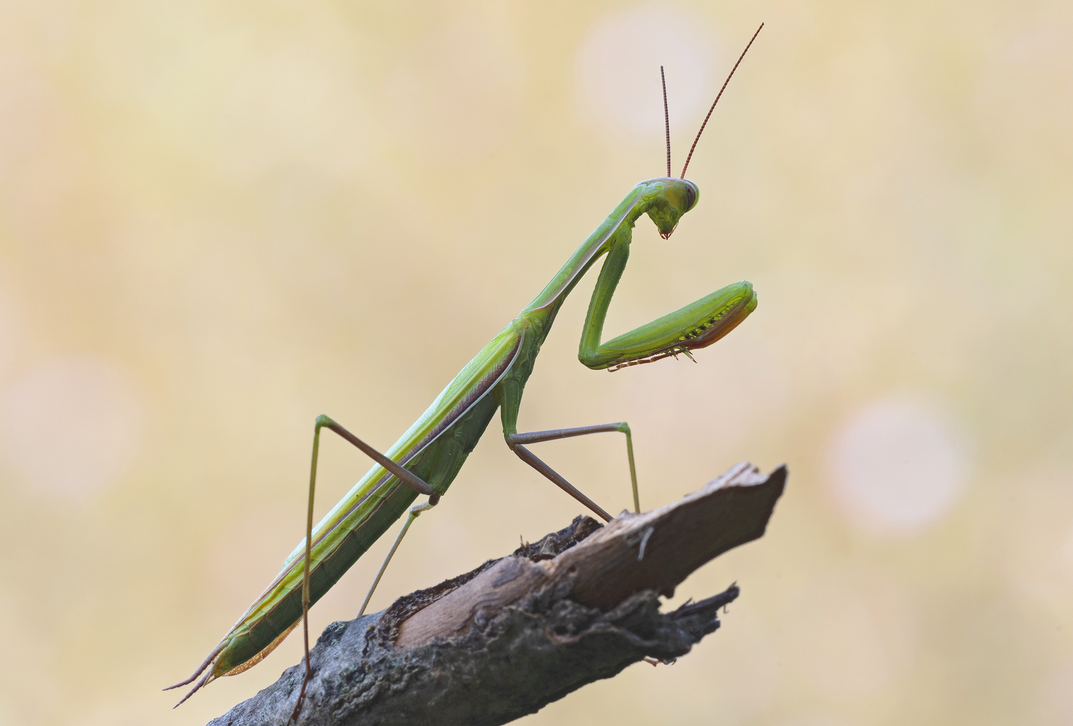 Praying mantis