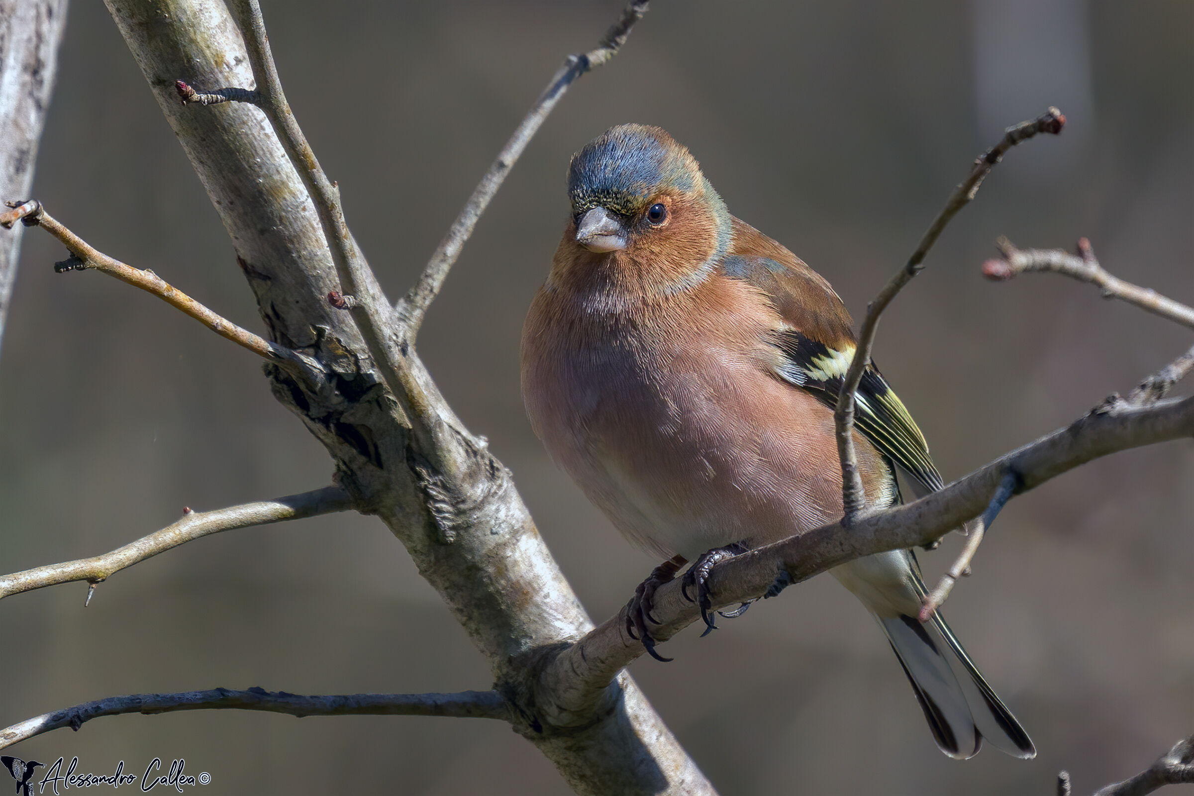 Chaffinch