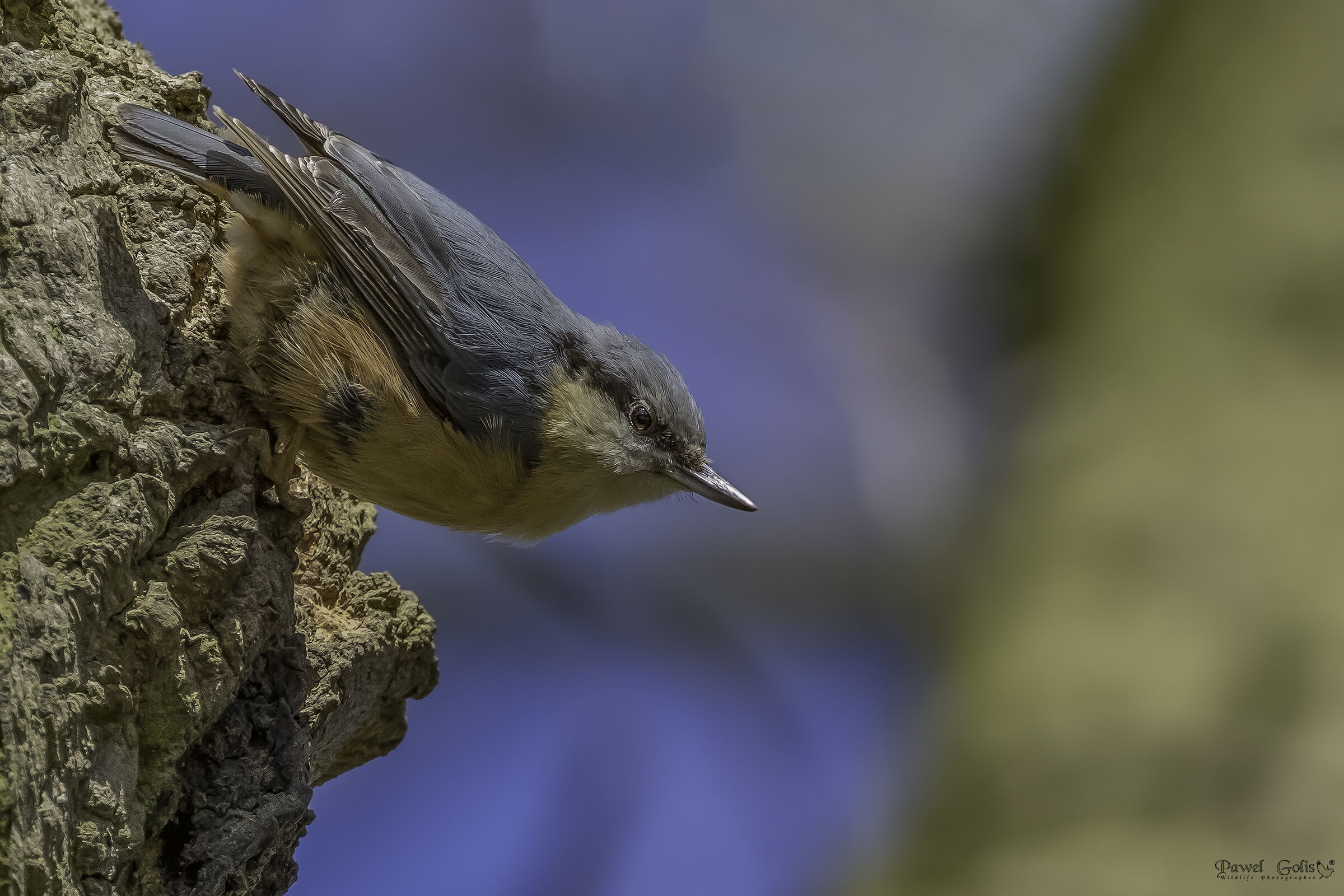Nuthatch (Sitta europaea) v2