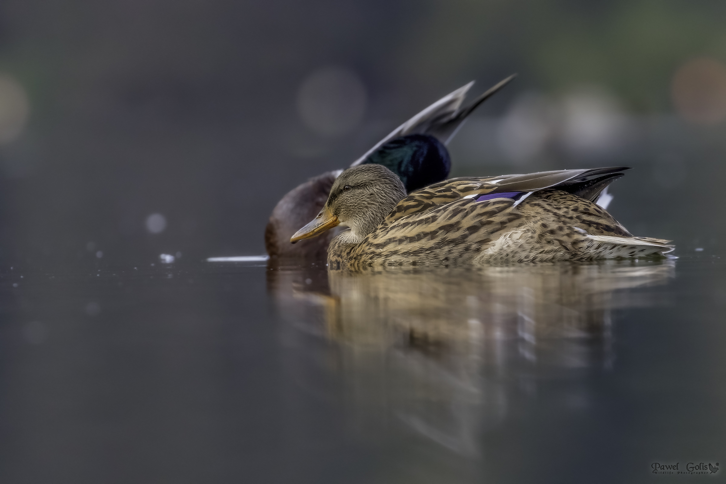 Il germano reale (Anas platyrhynchos)