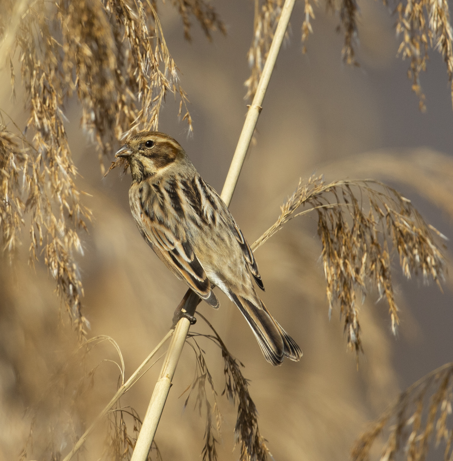 Migliarino di palude