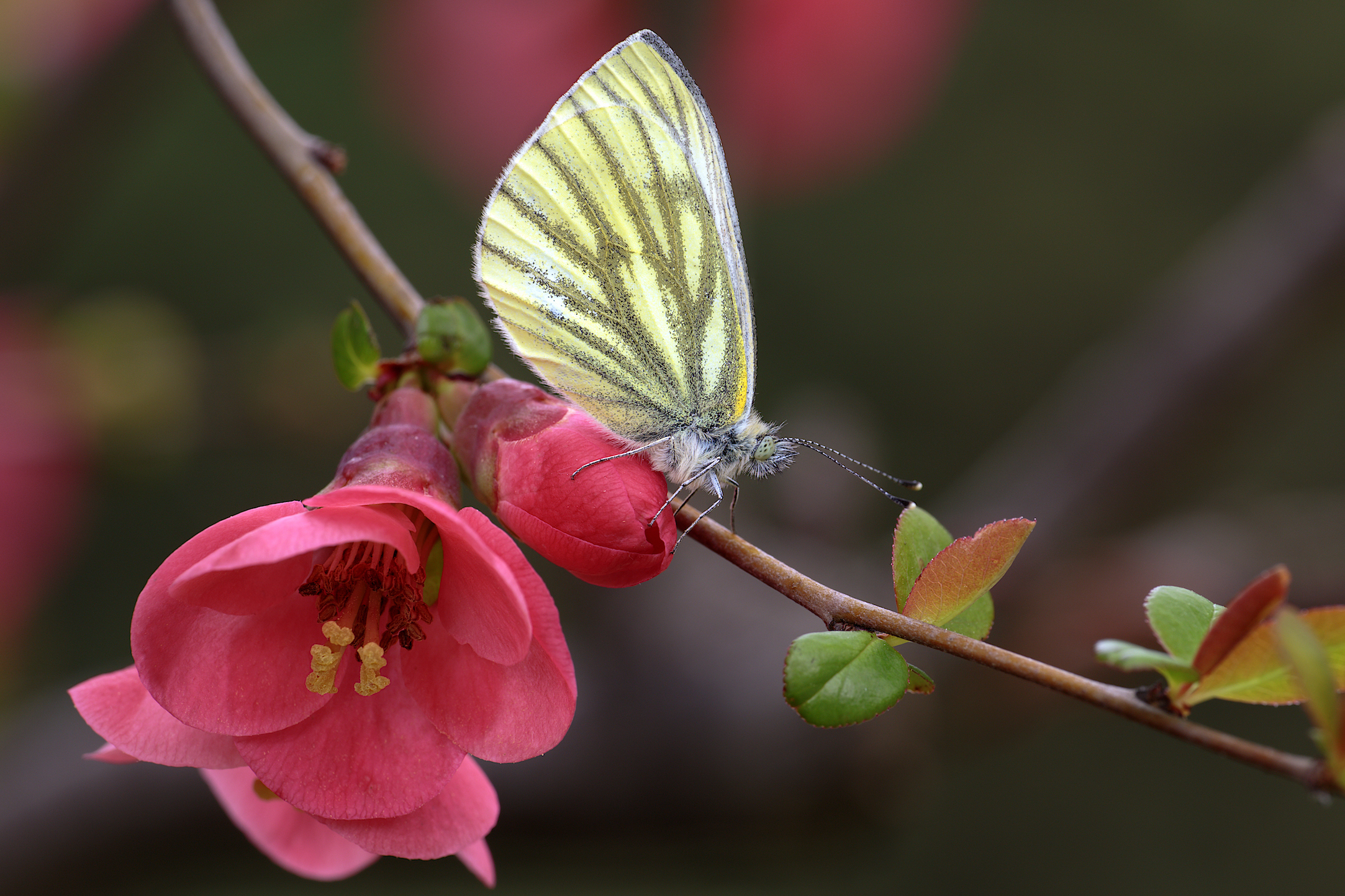 Un segno di Primavera