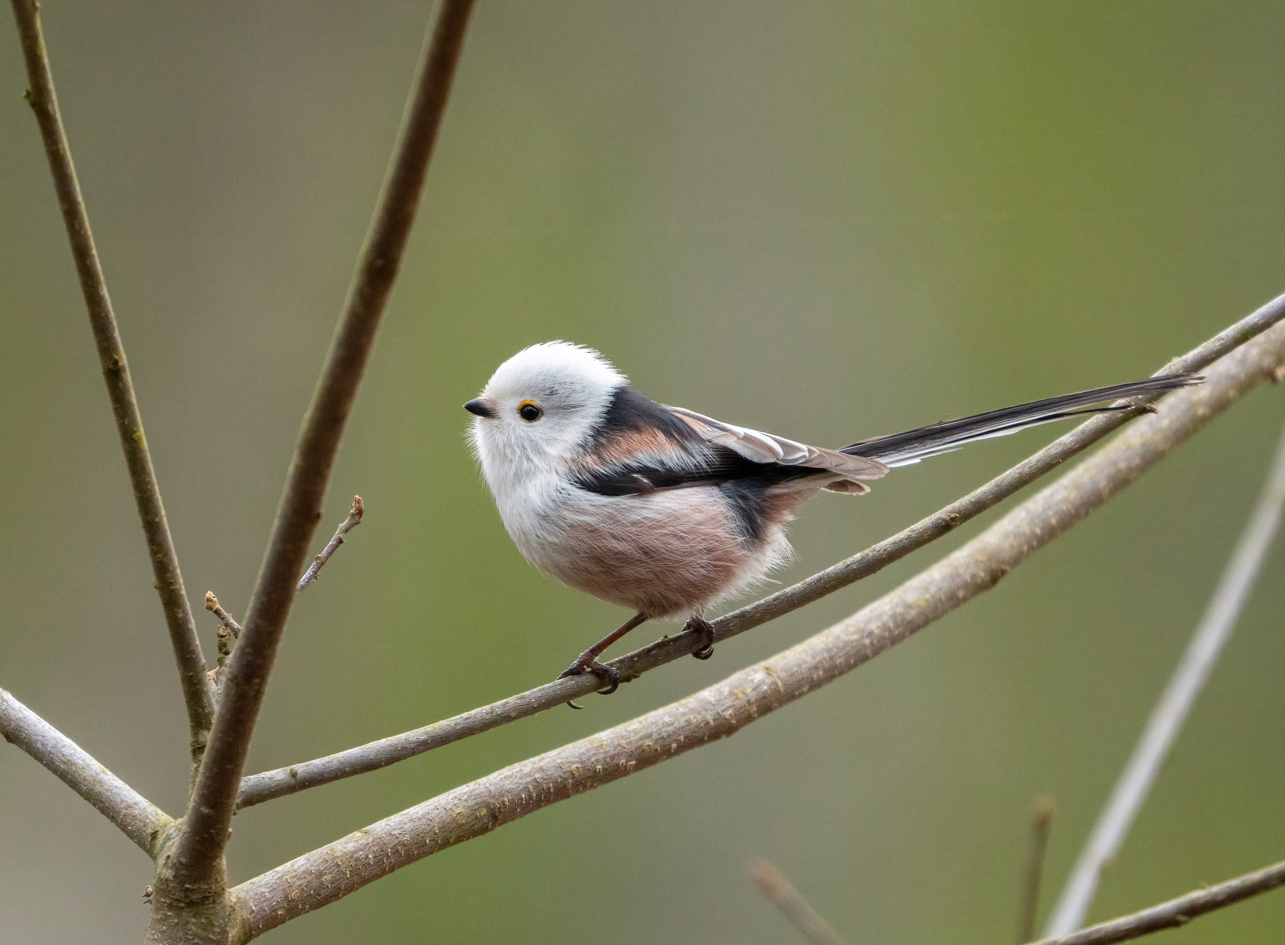 Tit dalla coda lunga