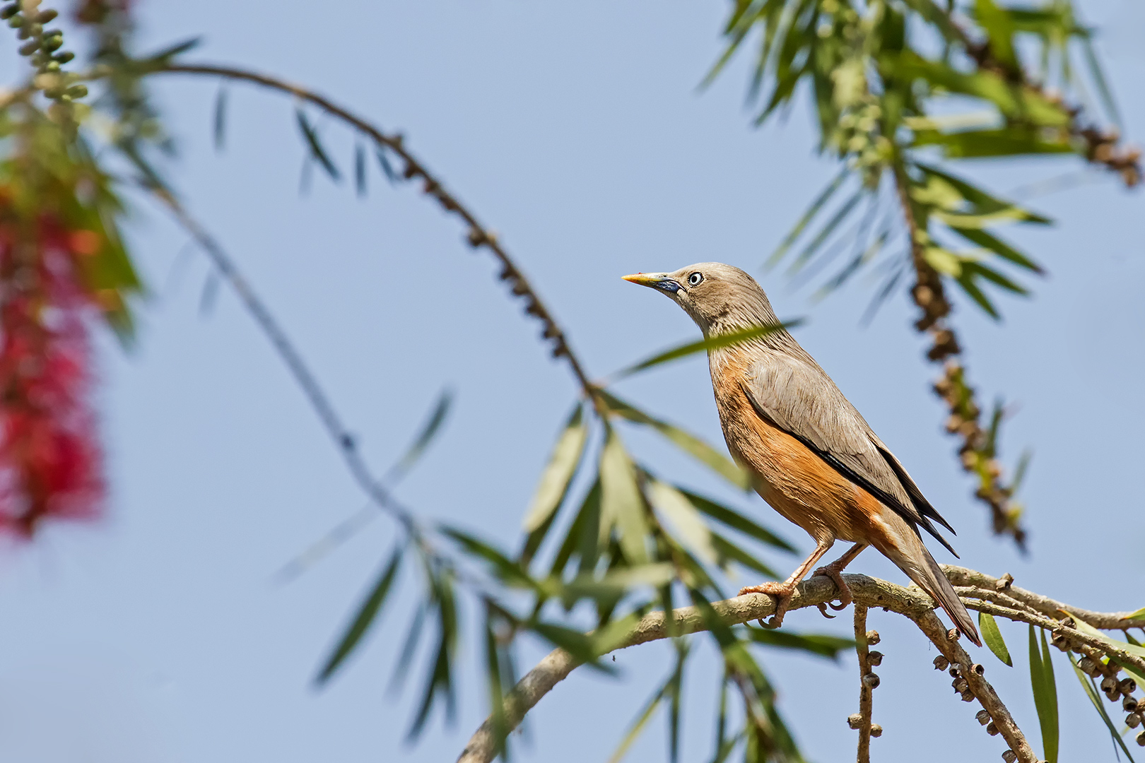 chestnut-tailed starling