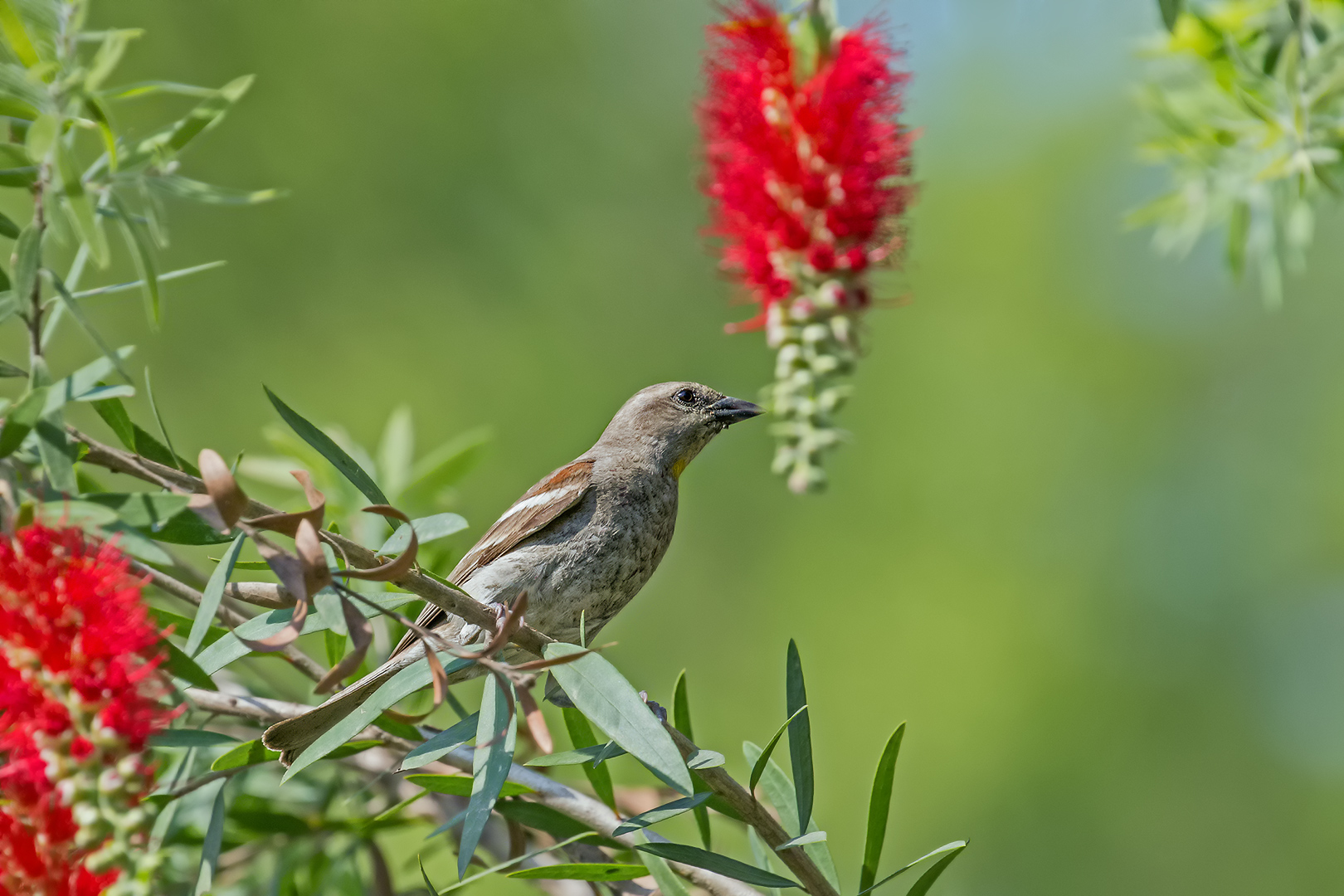 Yellow-throated lagia flounder