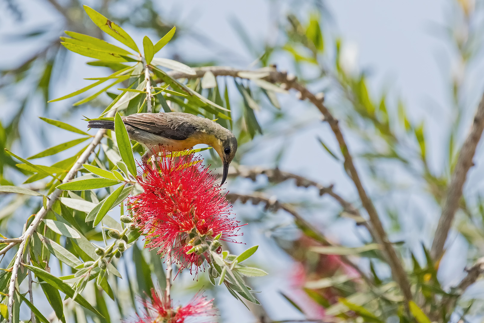 Purple Sunbird, California