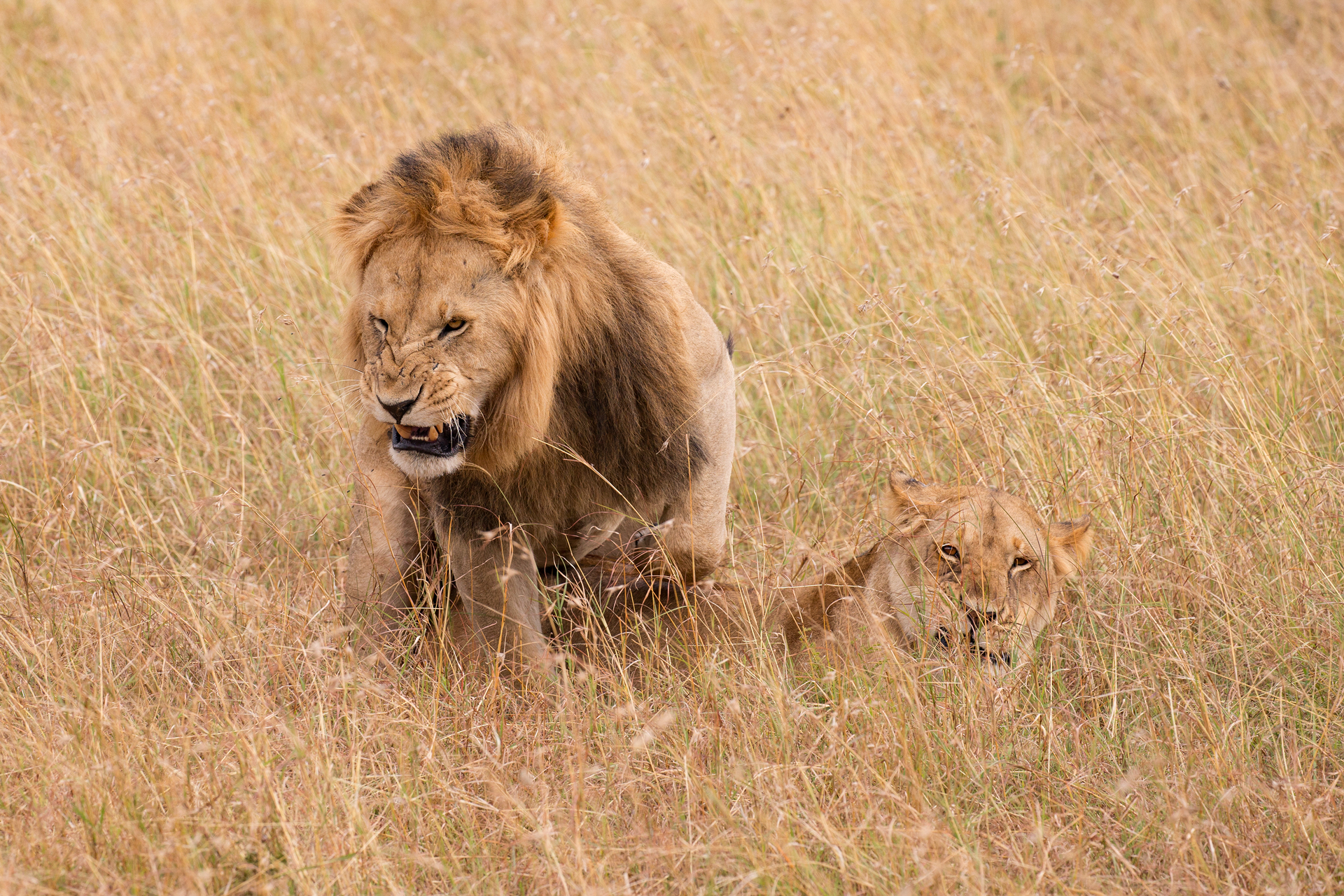 sgradita interruzione