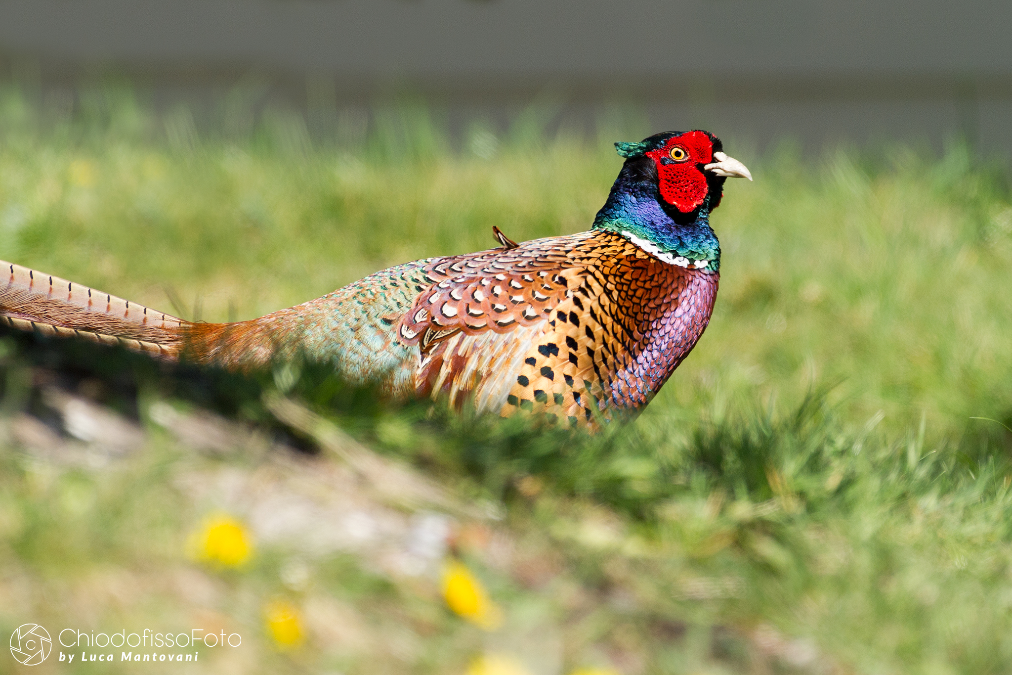 Fagiano in primo piano