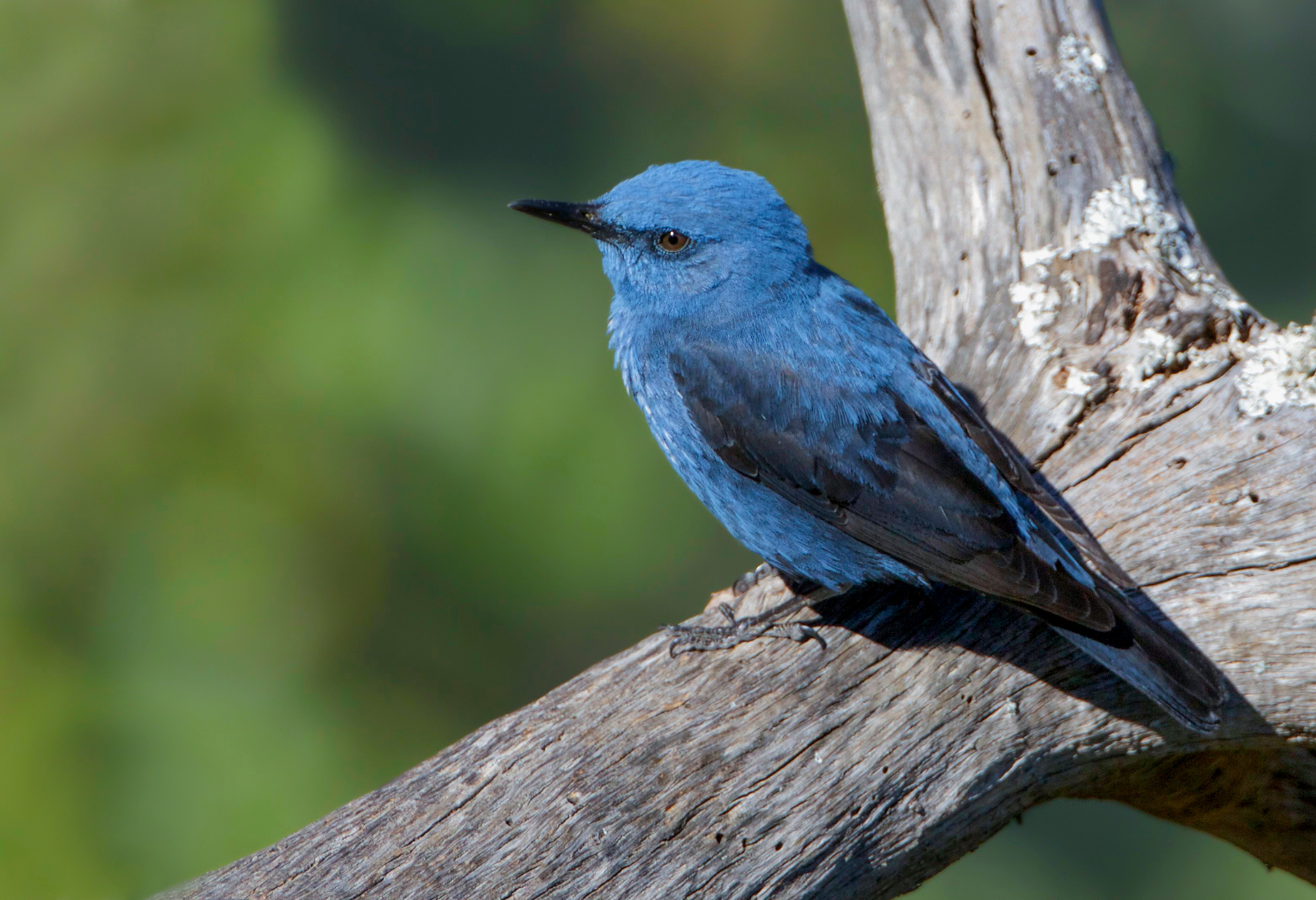 passero solitario su tronco sbiancato