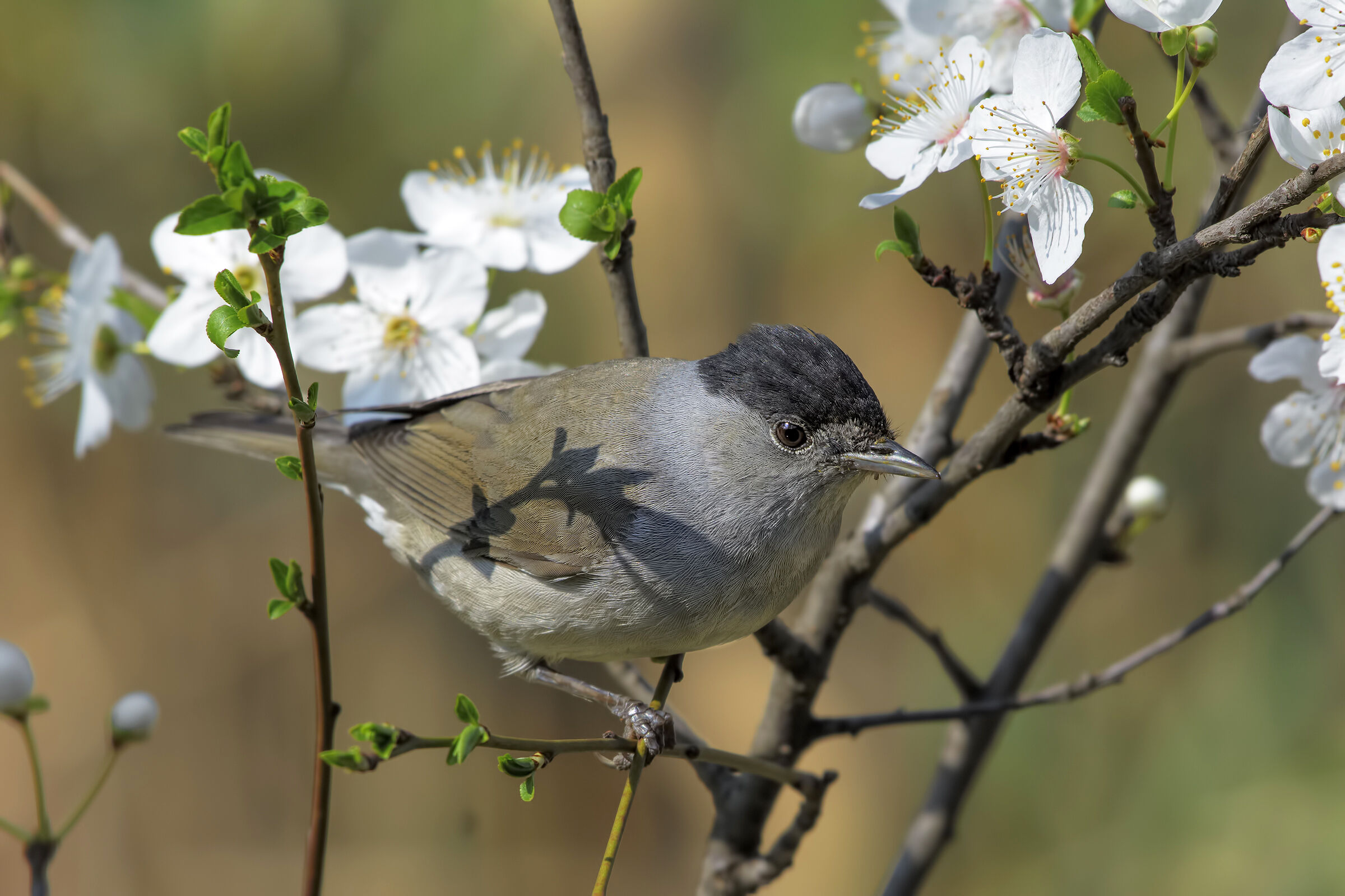Blackcap. Shed at Km 0