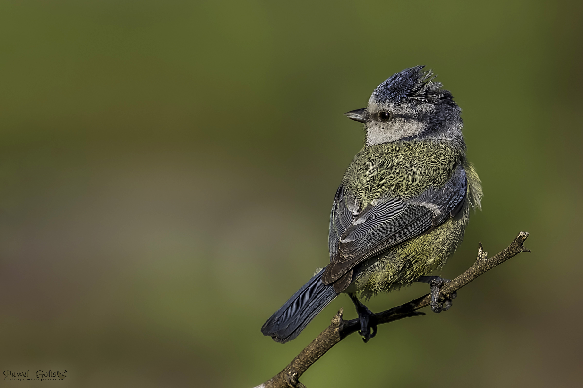 Tit blu eurasiatico (Cianistes caeruleus)