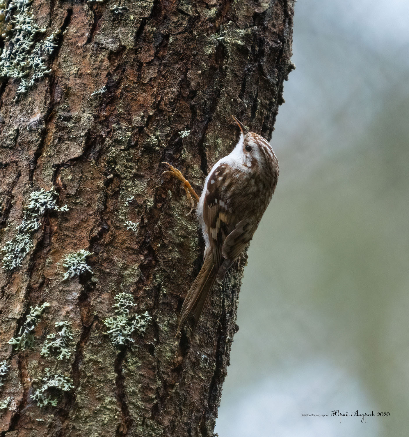 Treecreeper eurasiatico. s.l. . . . . . . . . . . . . . . . ...