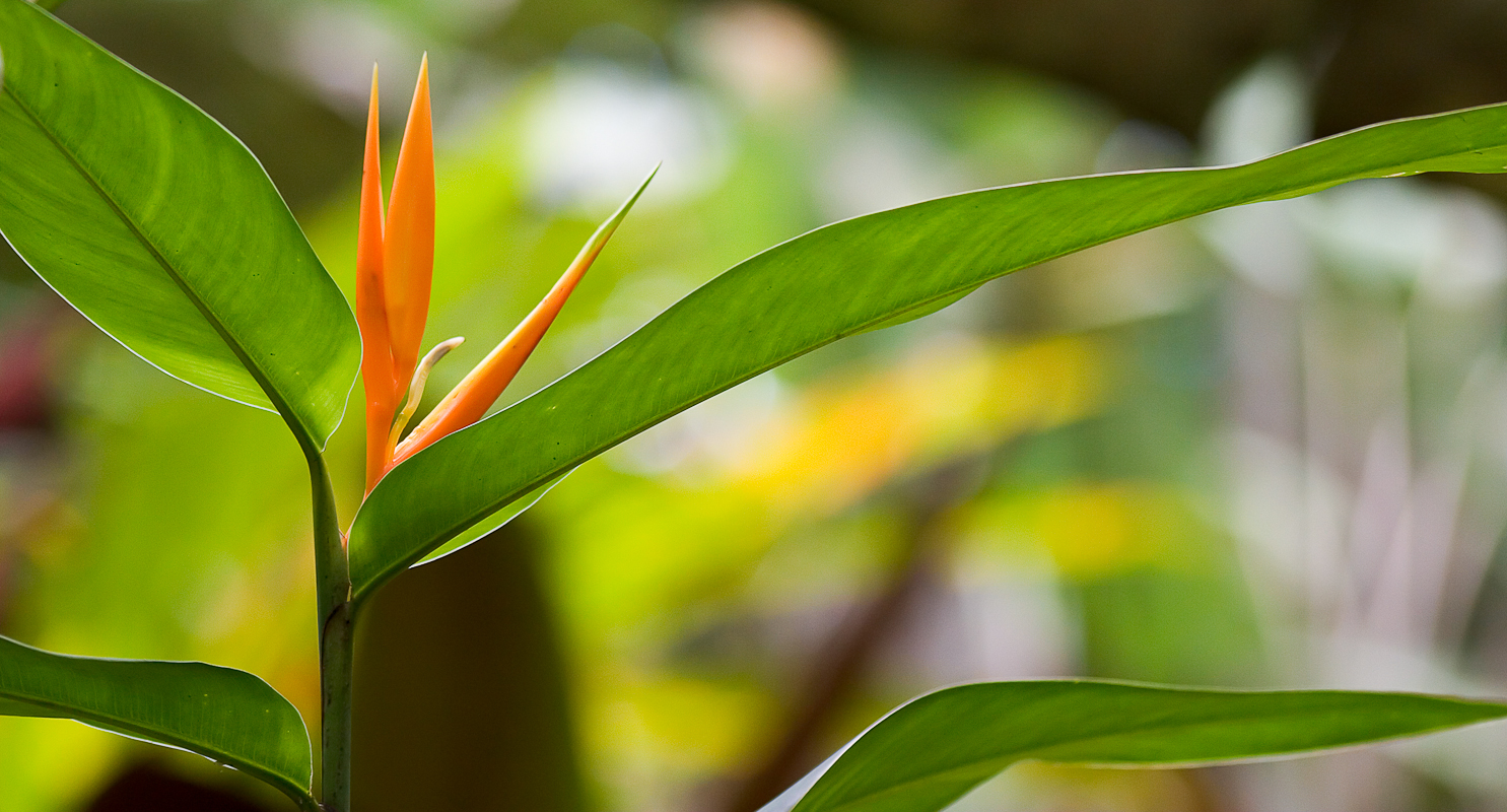 Heliconia