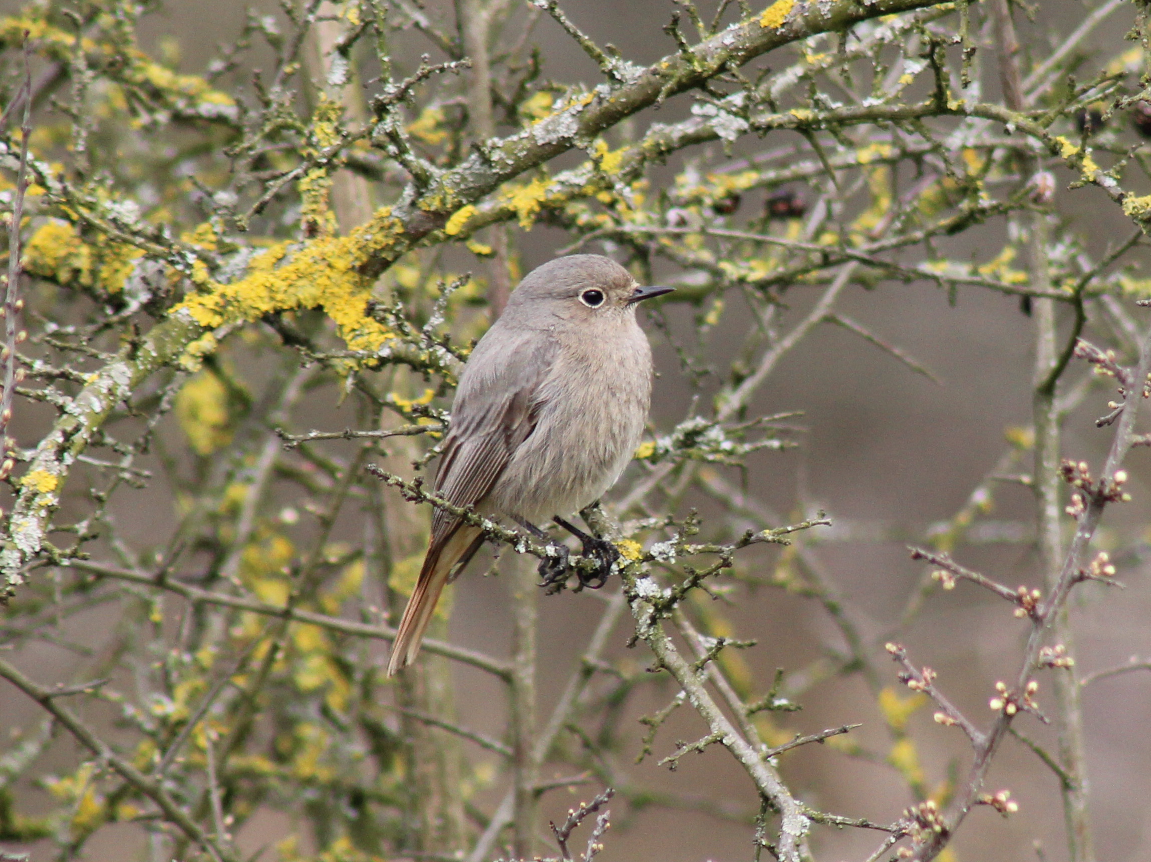 codirosso chimney sweep female