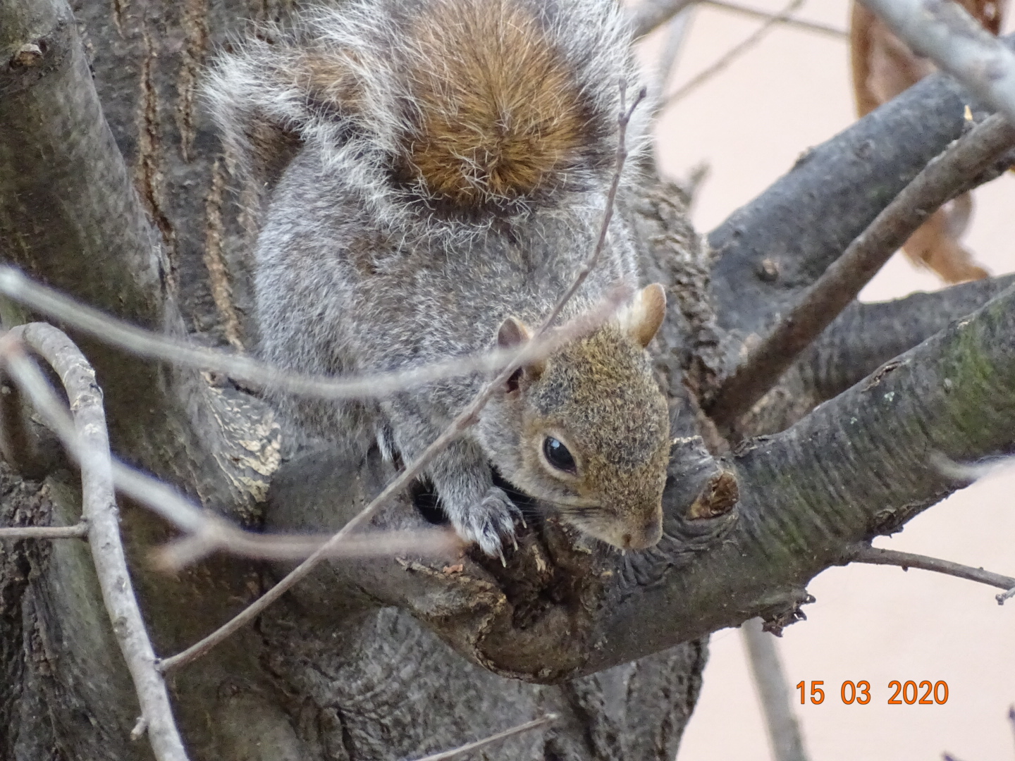 Squirrel