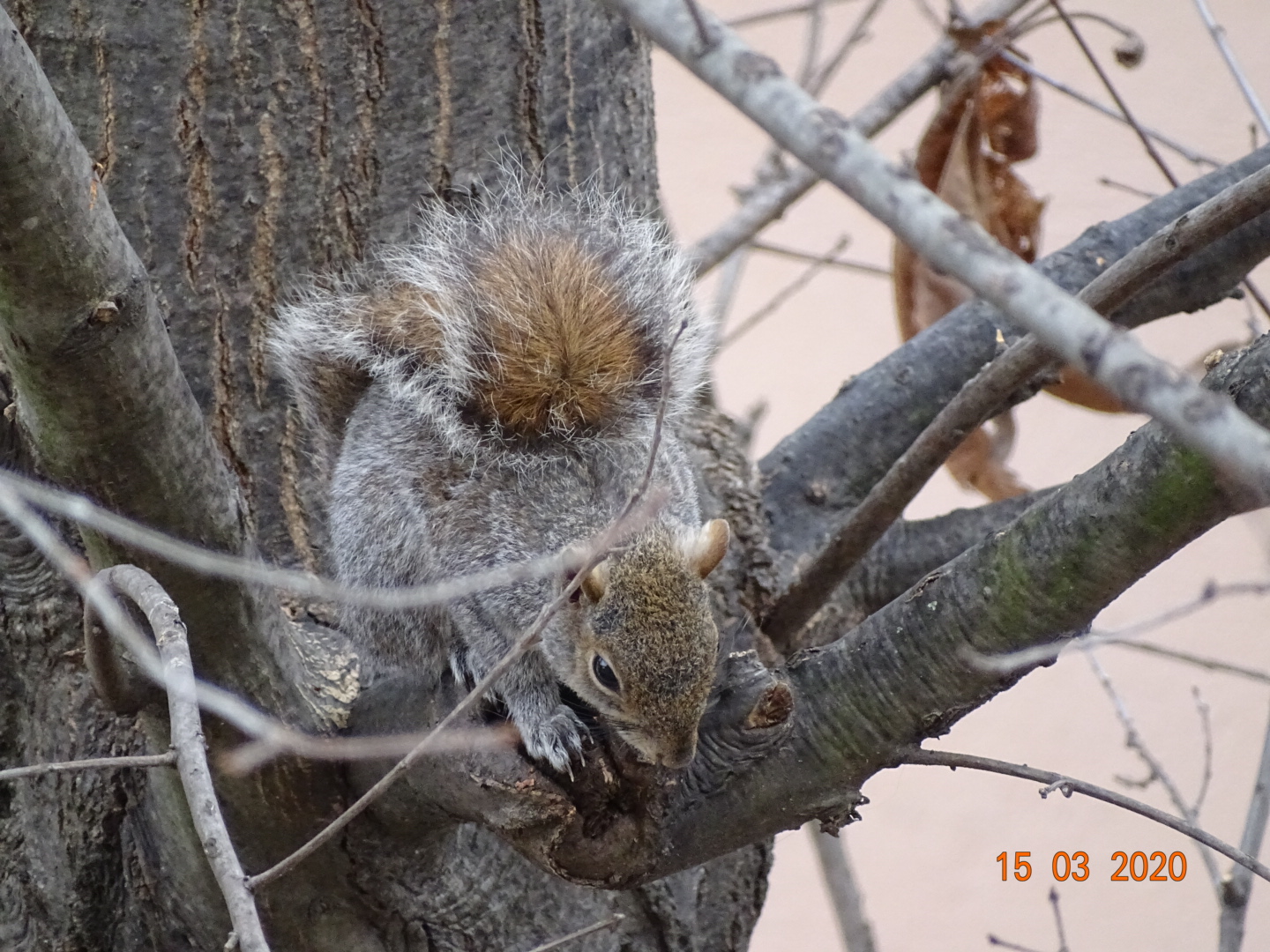 Squirrel