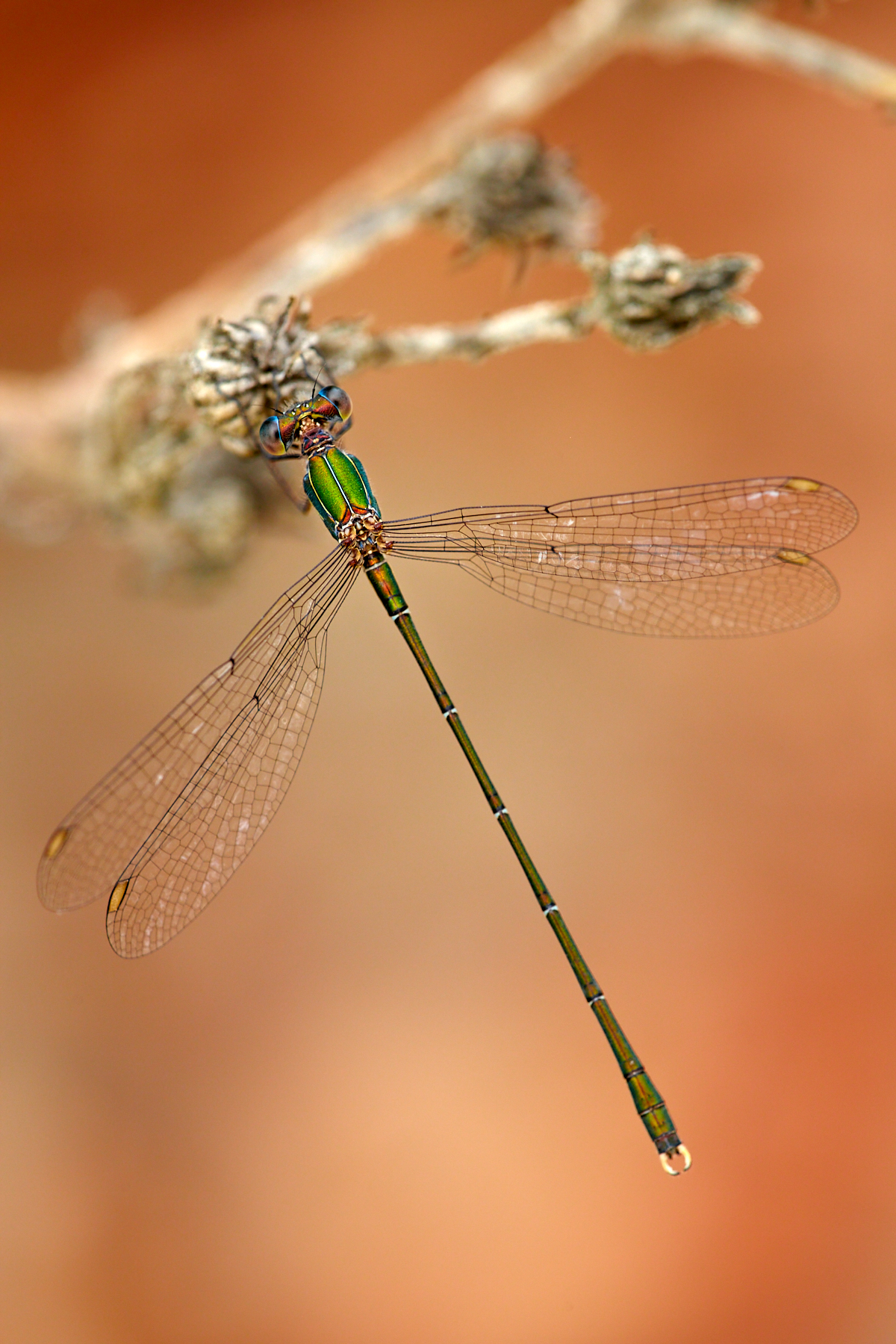 Damsel