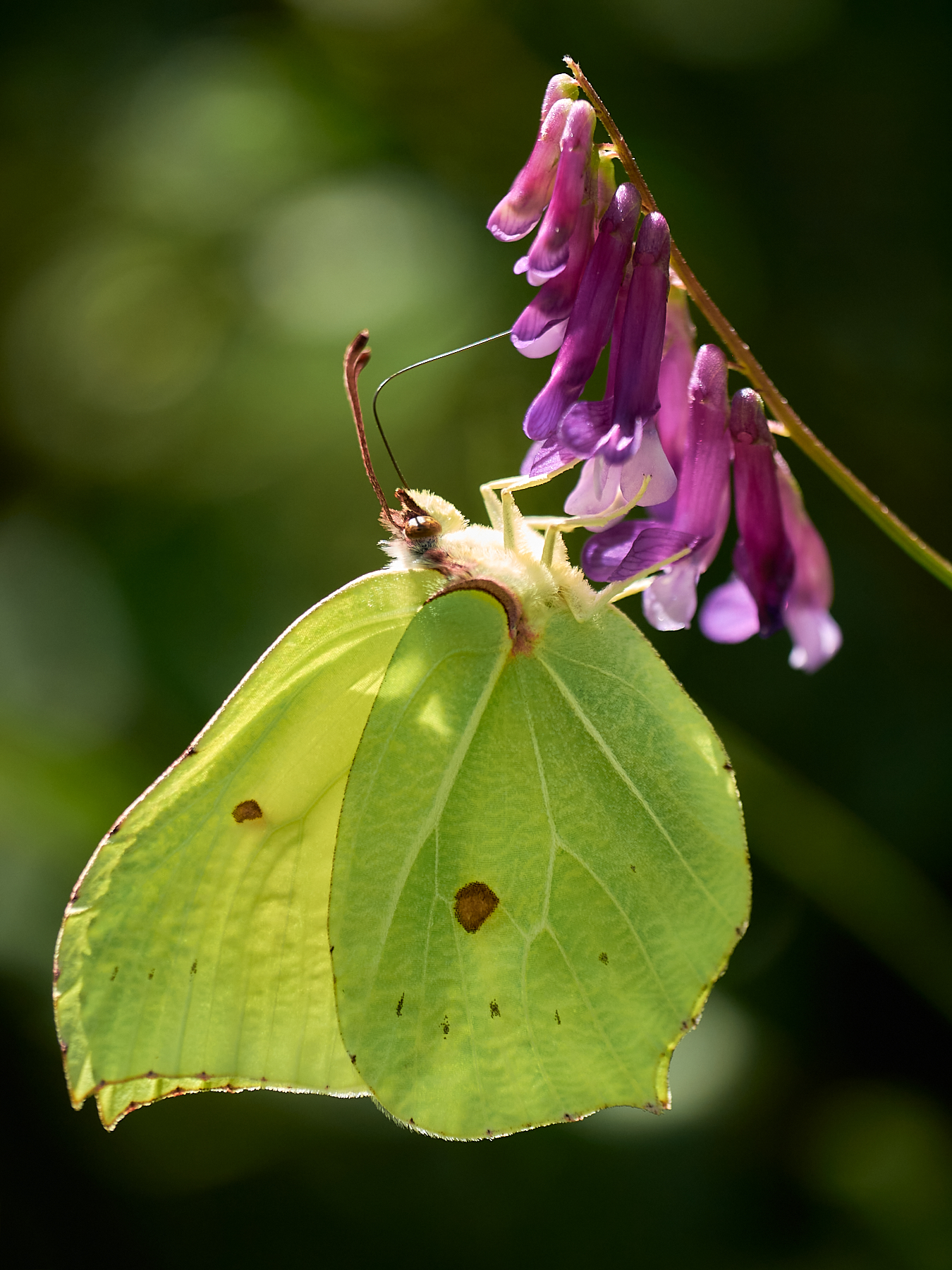 farfalla