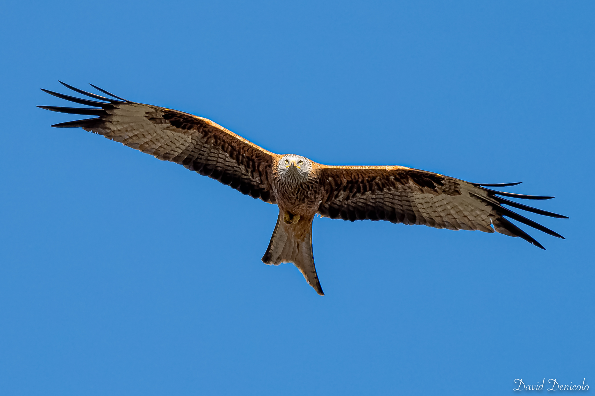 Milvus milvus