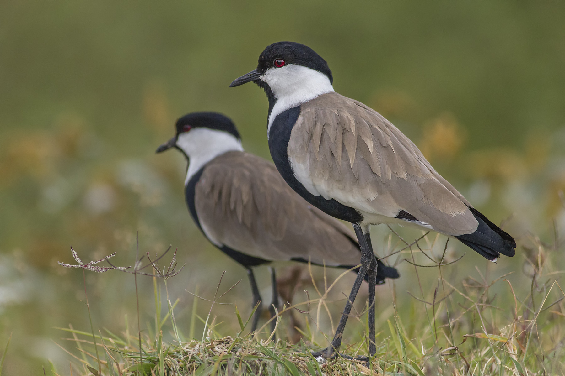 Spur-winged lapwing
