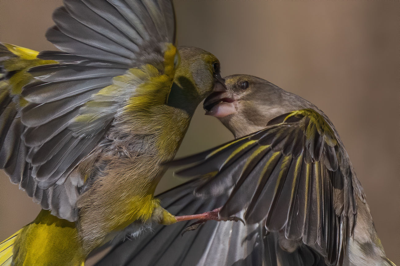 Lotte all ultimo sangue