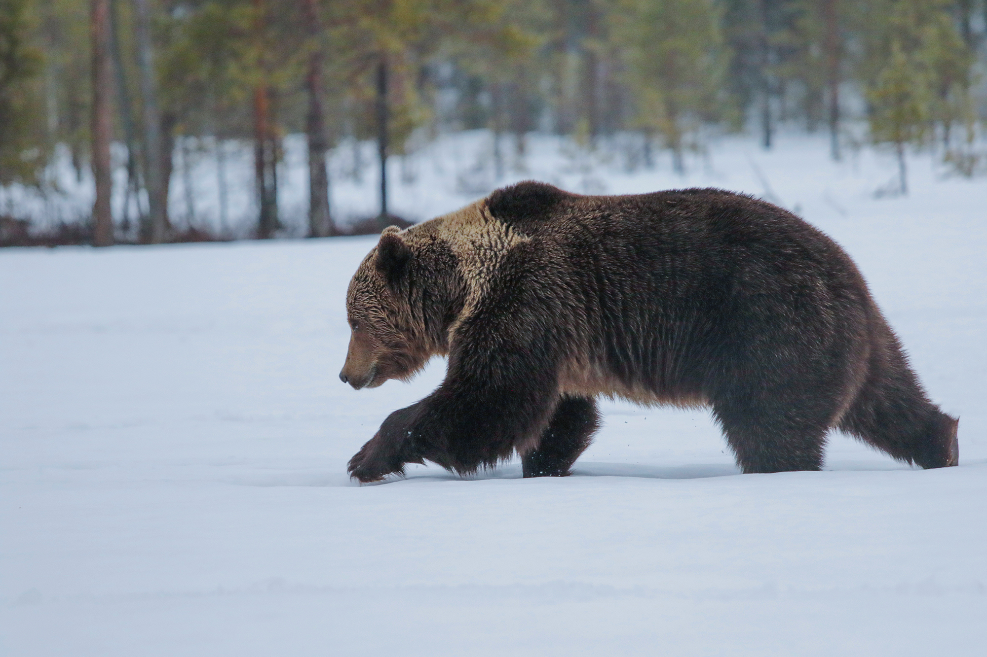 walk in the snow, bear