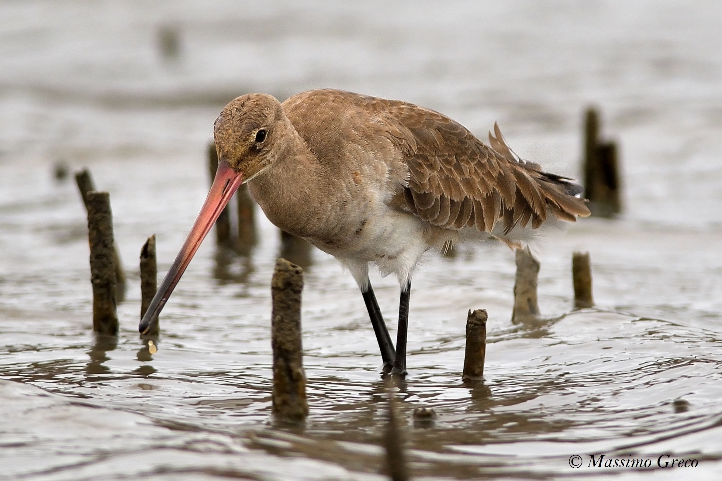 Royal Pittima (Limosa limosa)