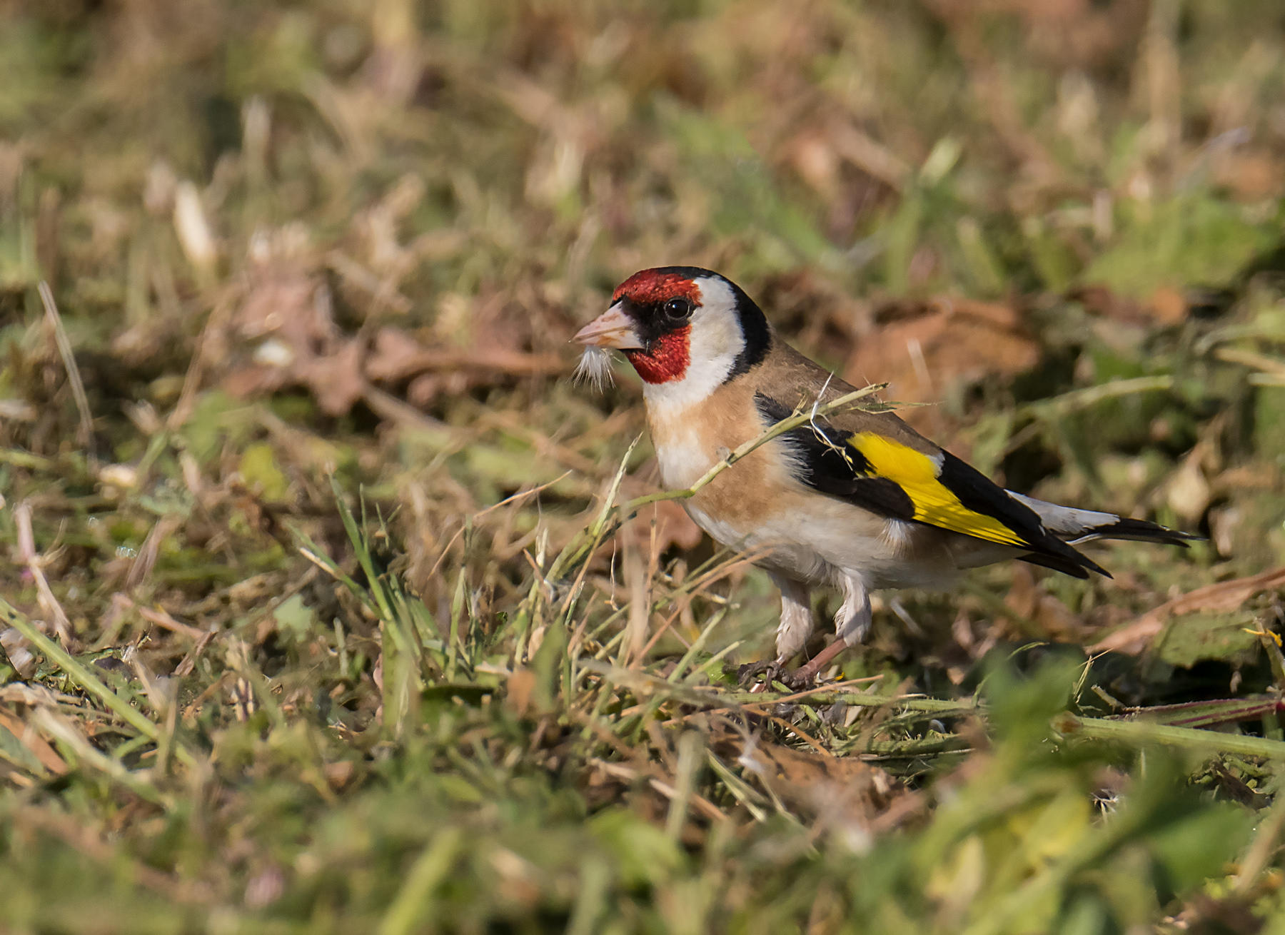 Goldfinch