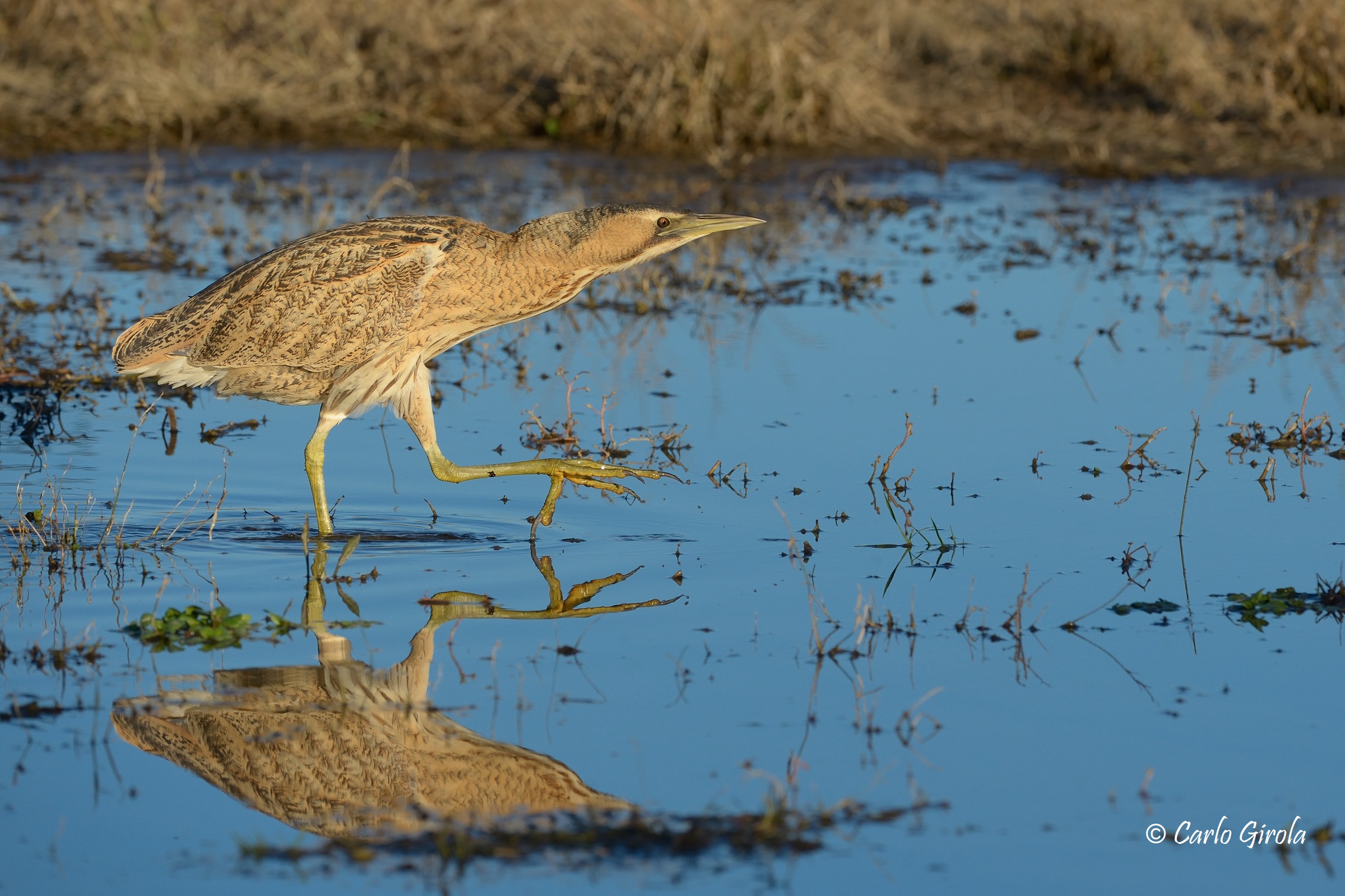 Tarabuso (Botaurus stellaris)
