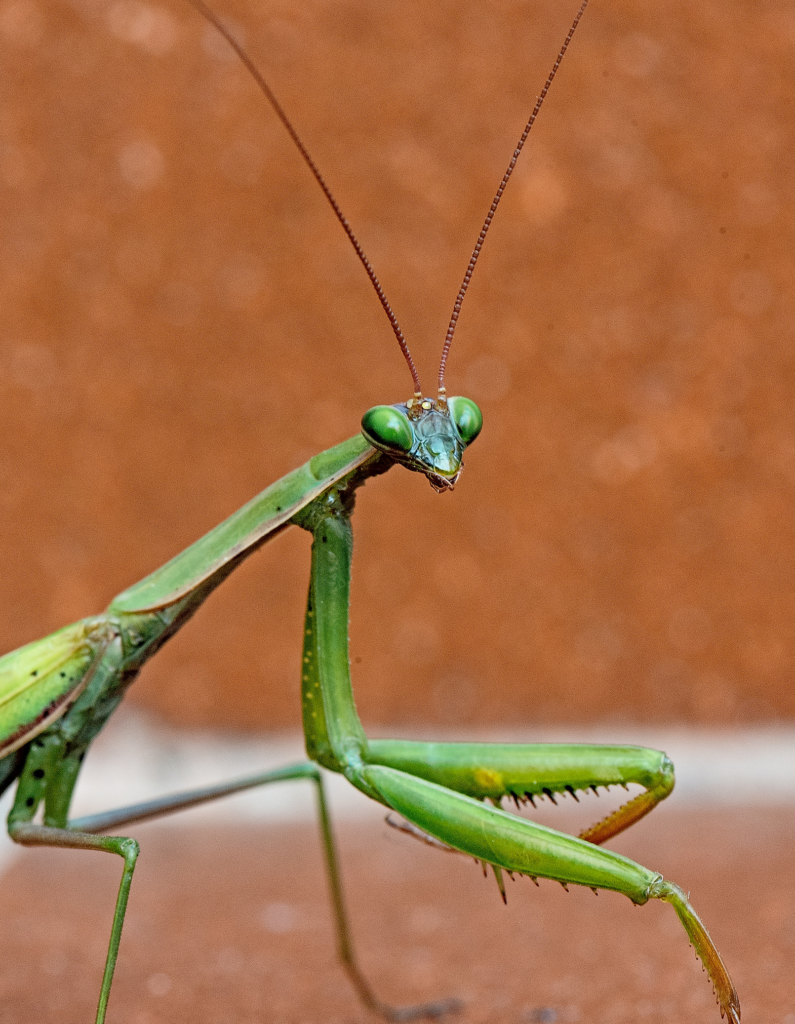 Praying mantis