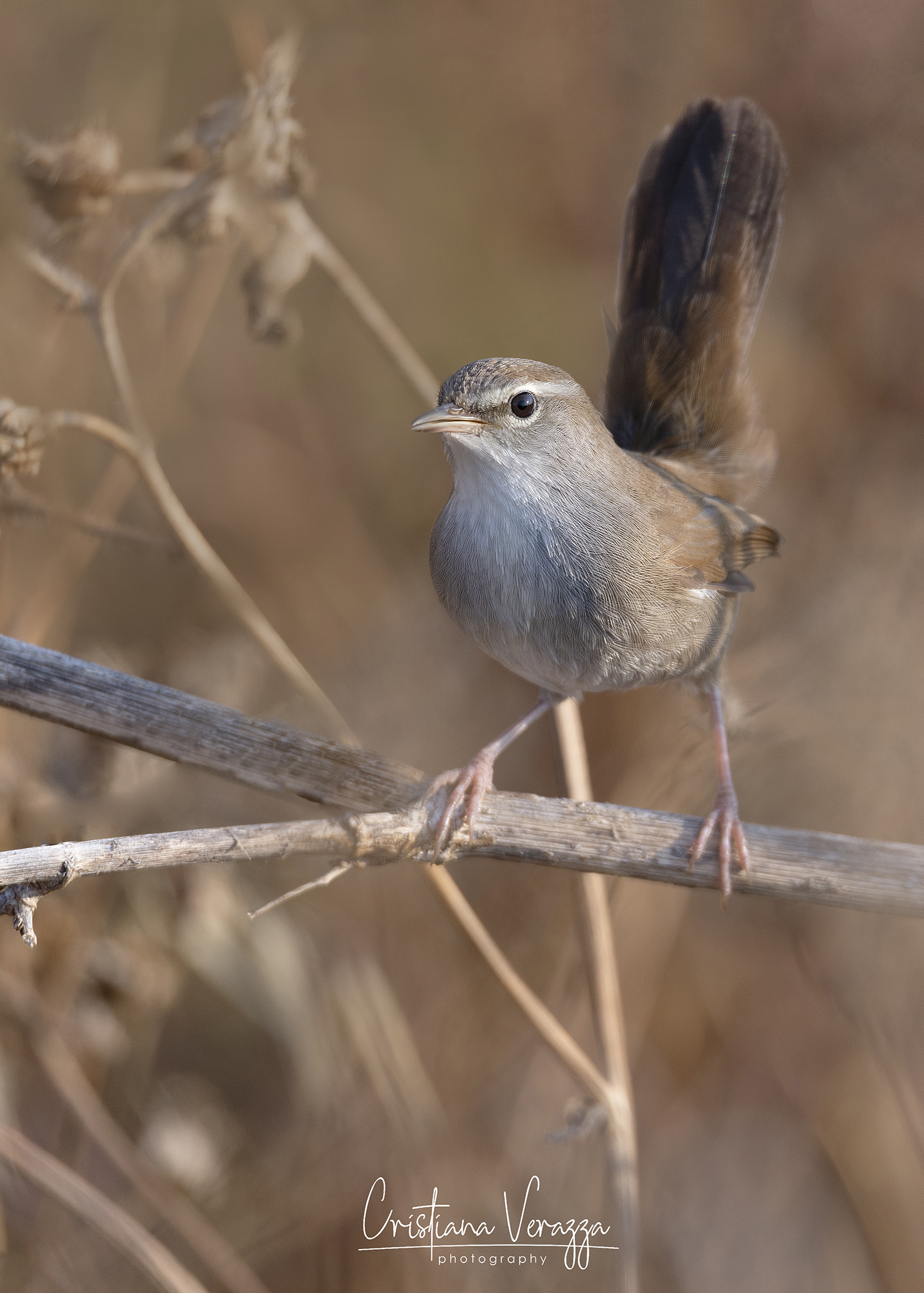 River Nightingale