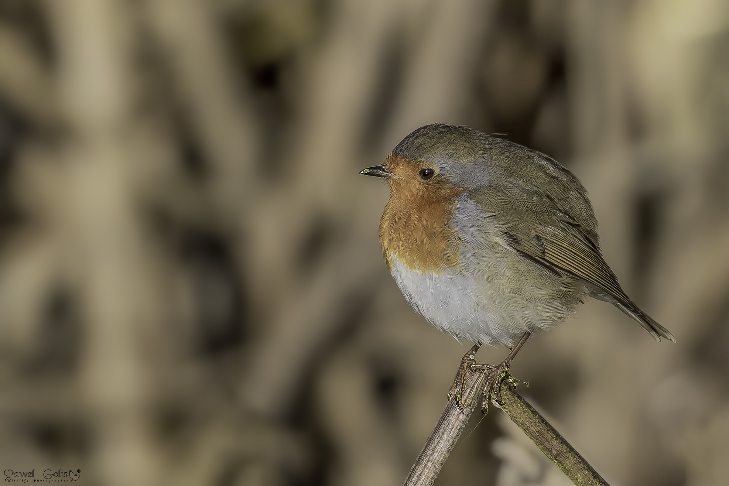Pettirosso europeo (Erithacus rubecula)