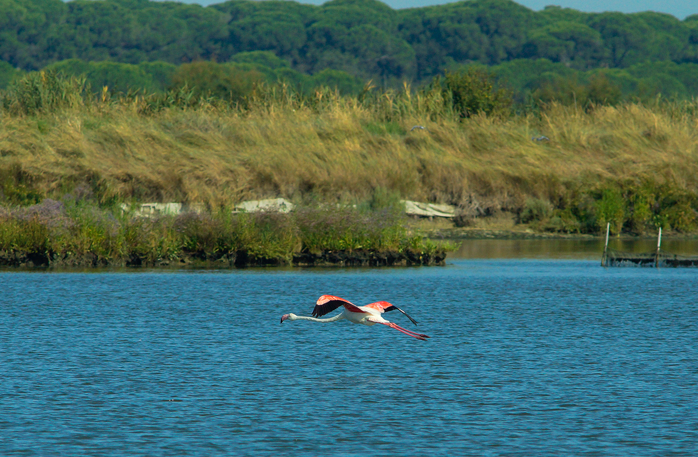 flamingo flying on the bay