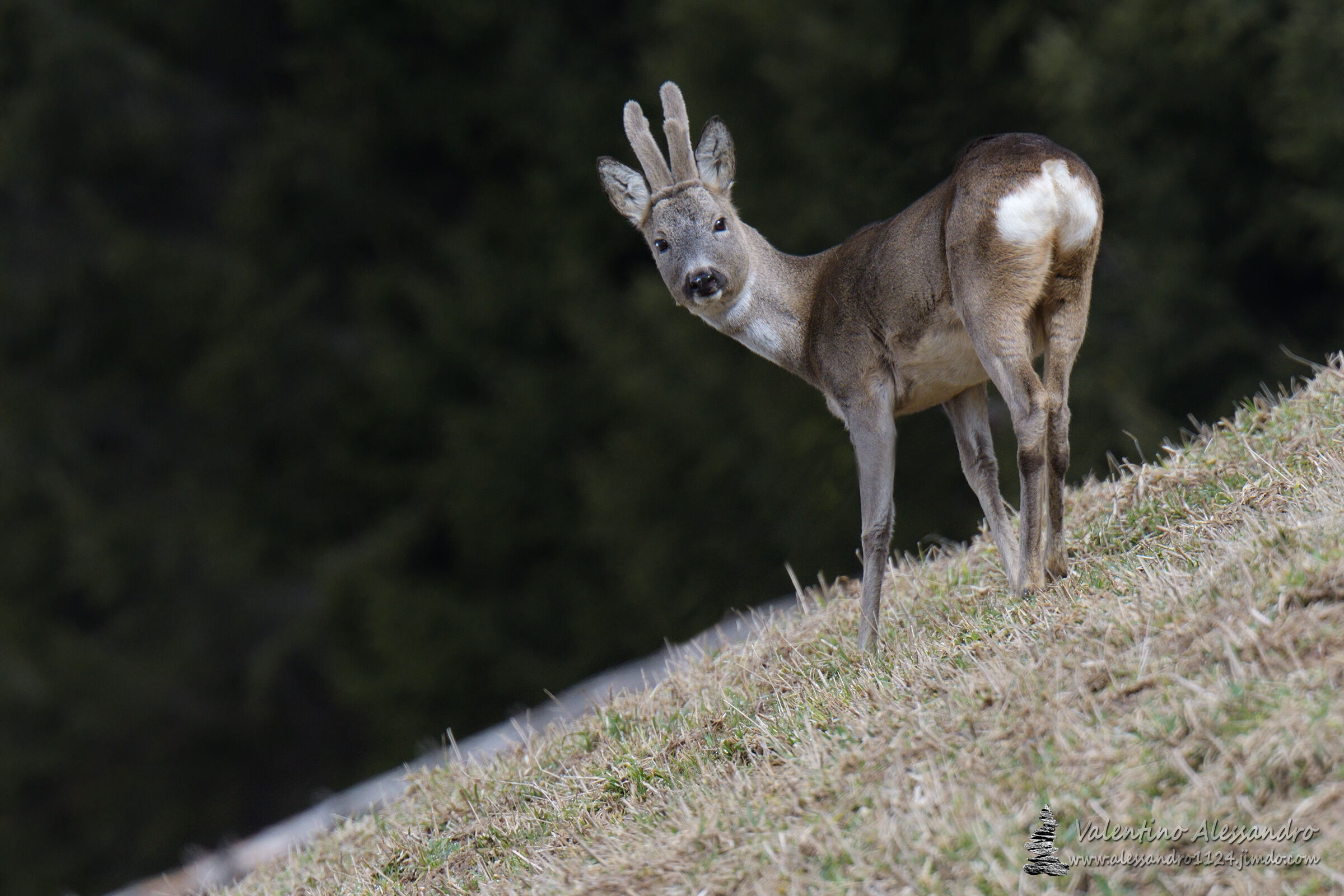...ai margini del bosco