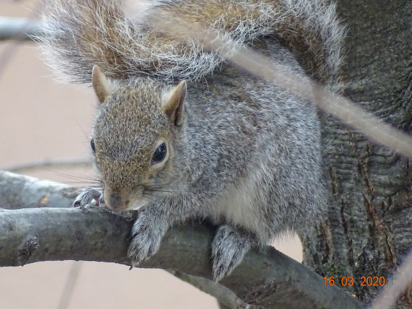 Squirrel