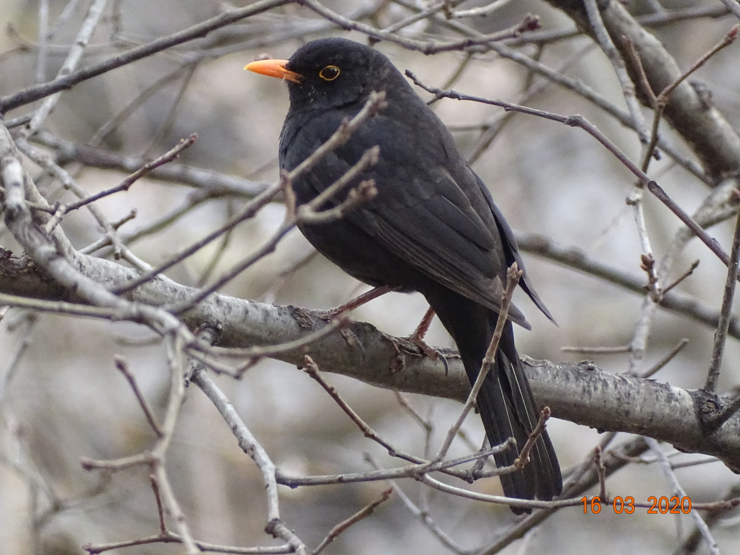 lone blackbird