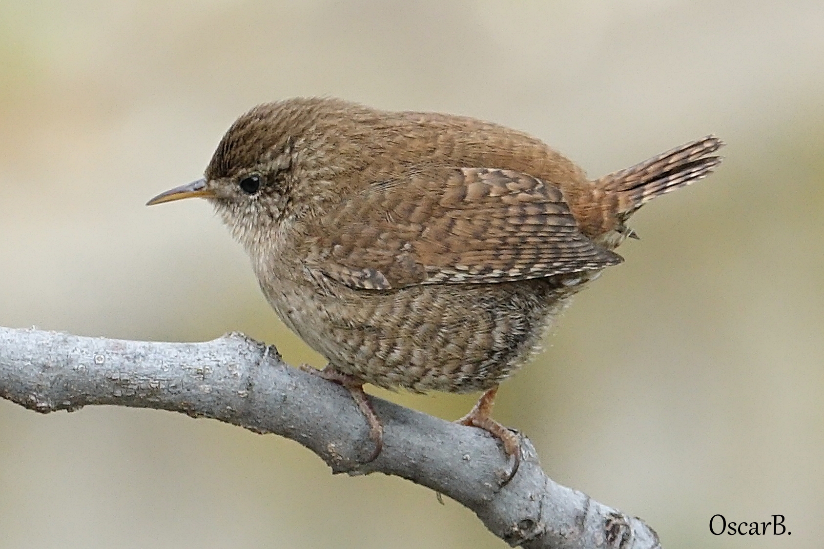 Scricciolo di profilo