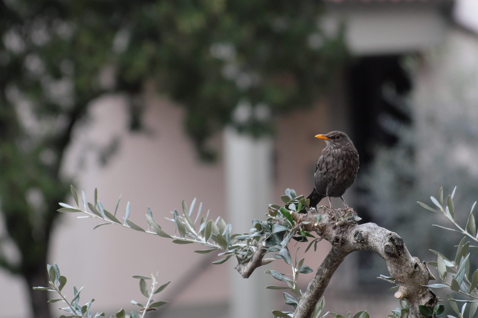 Menomale esistono i teleobiettivi