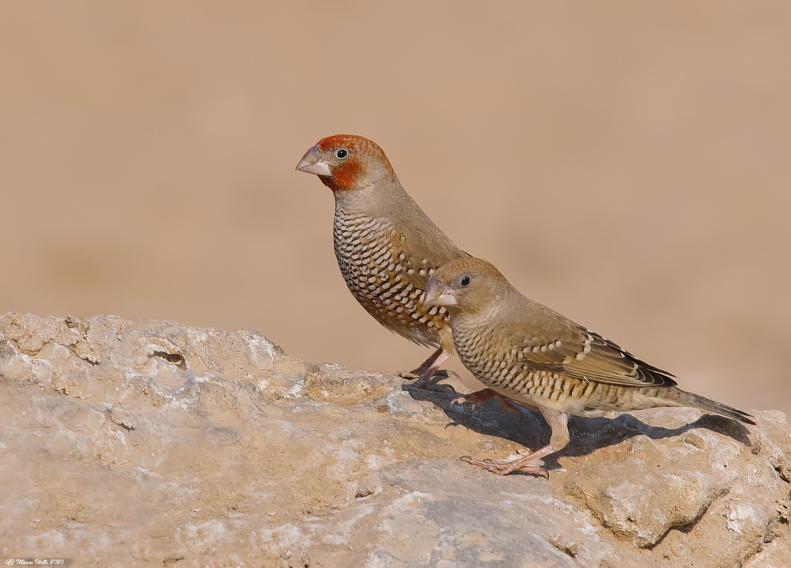 Red-headed finch (Erythrocephala)