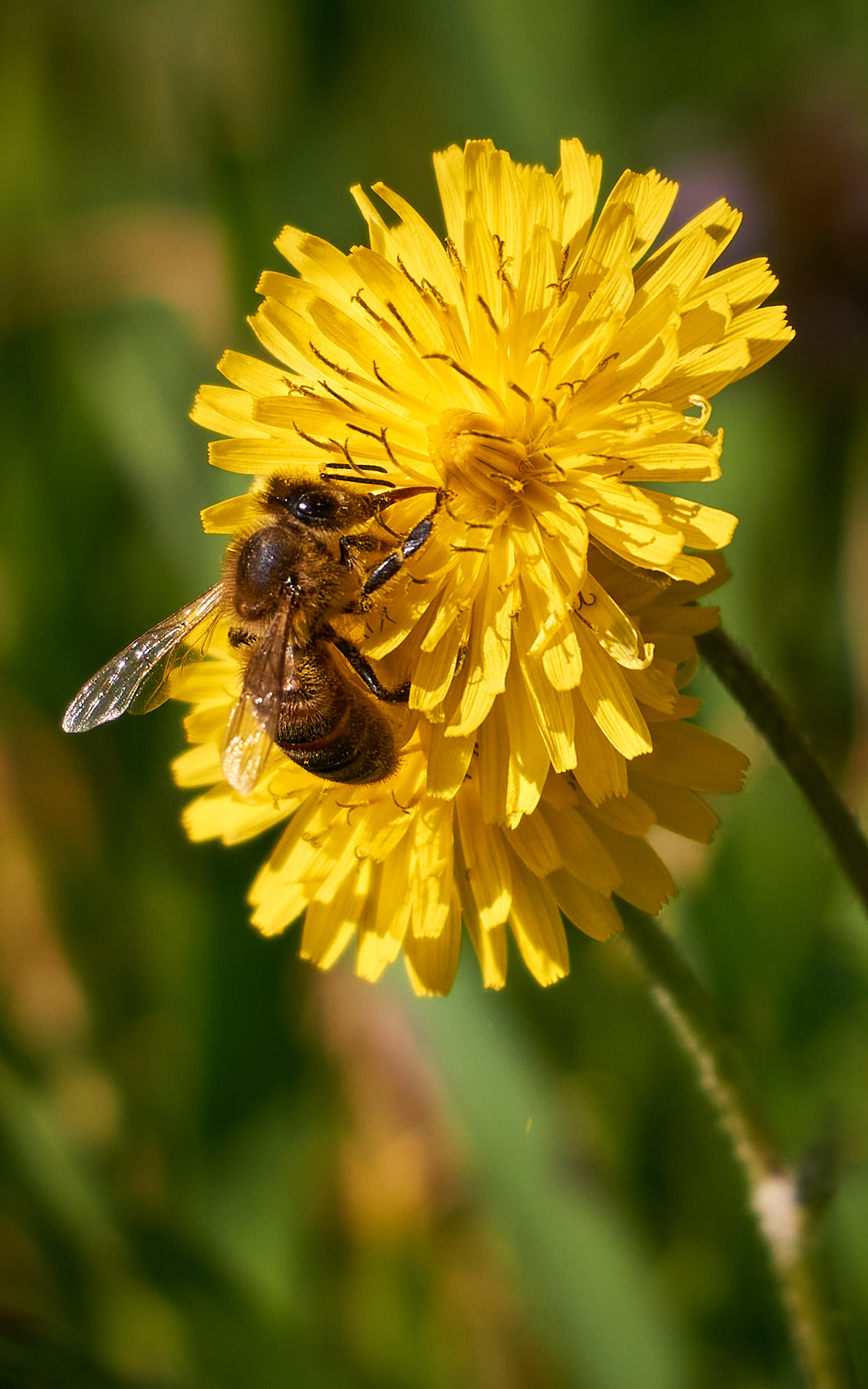 Bee on dandelion