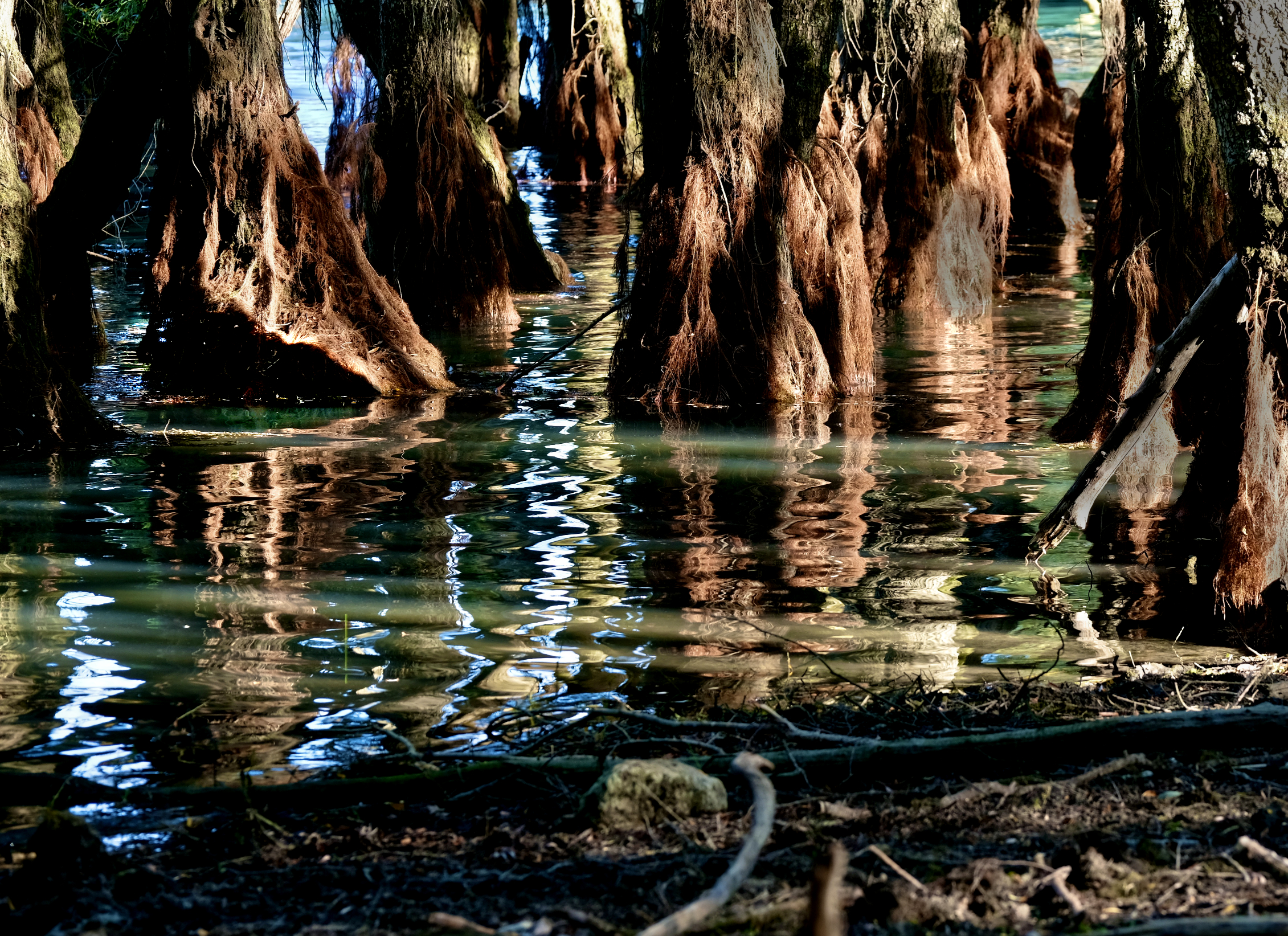 Mangrovia all'Italiana