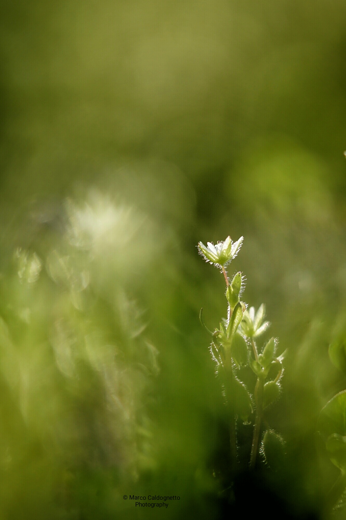 La magia dello sfocato