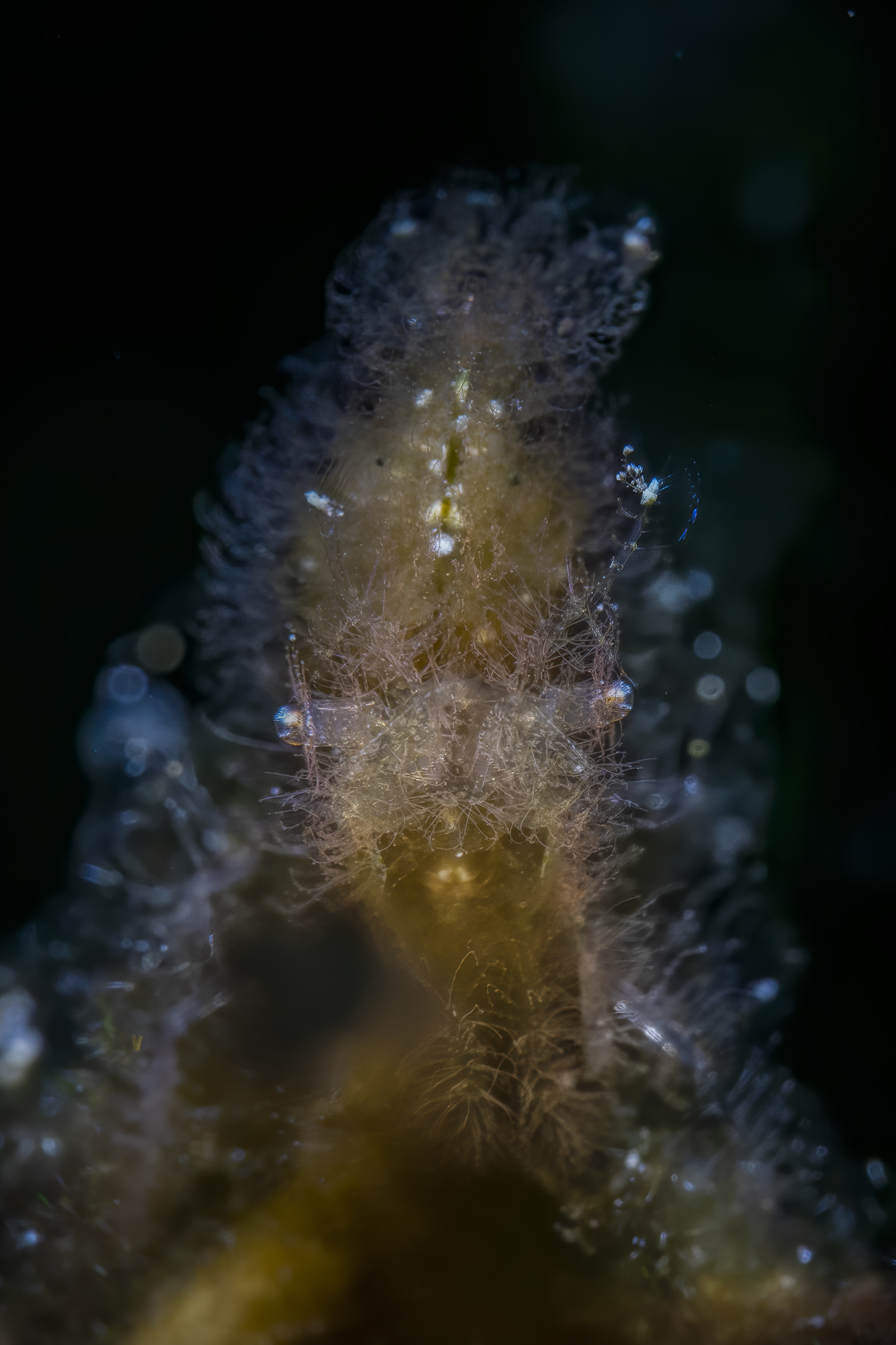 yellow hairy shrimp  (phycocaris simulans)